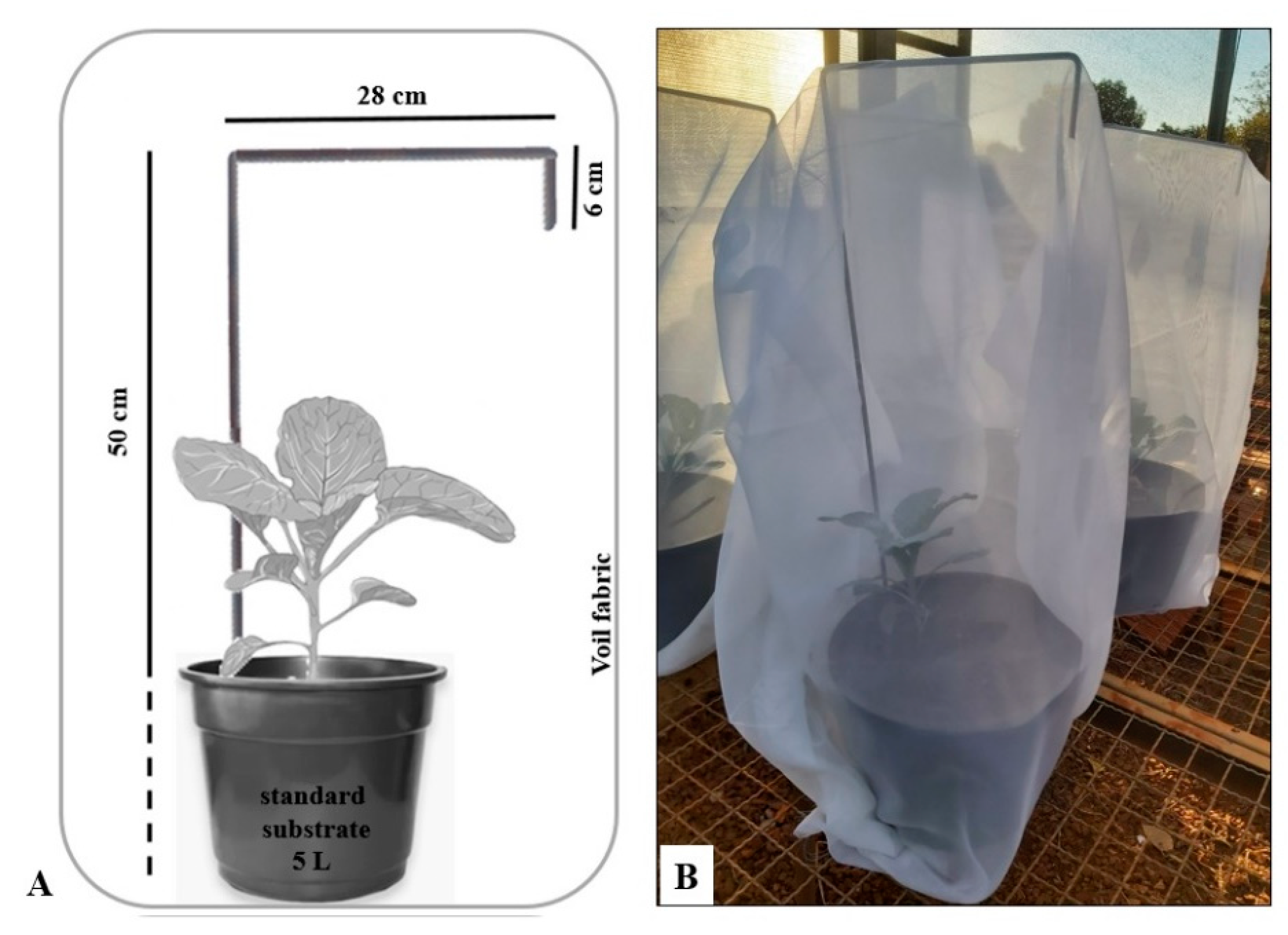 Agronomy 12 02646 g001