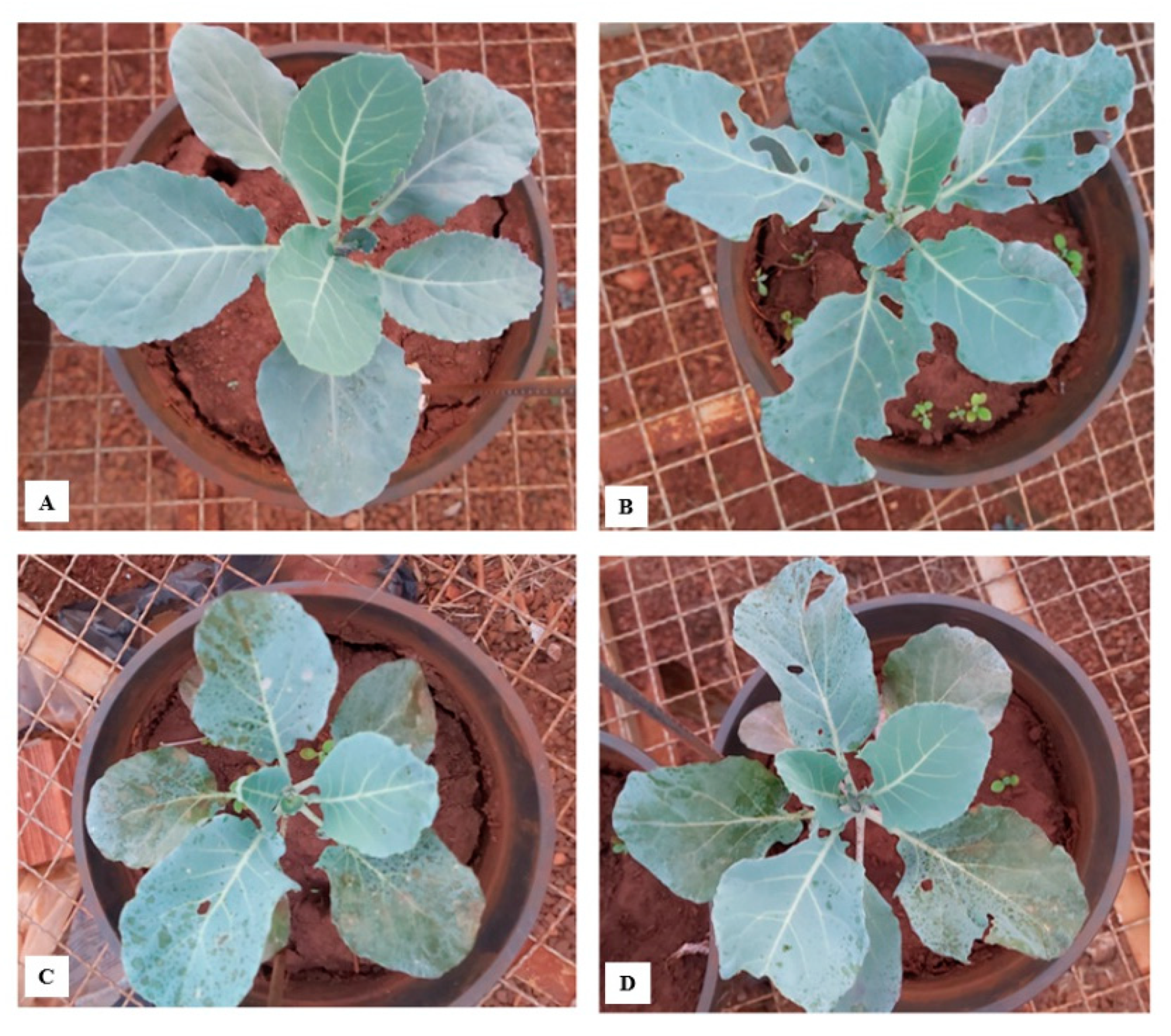 Agronomy 12 02646 g002