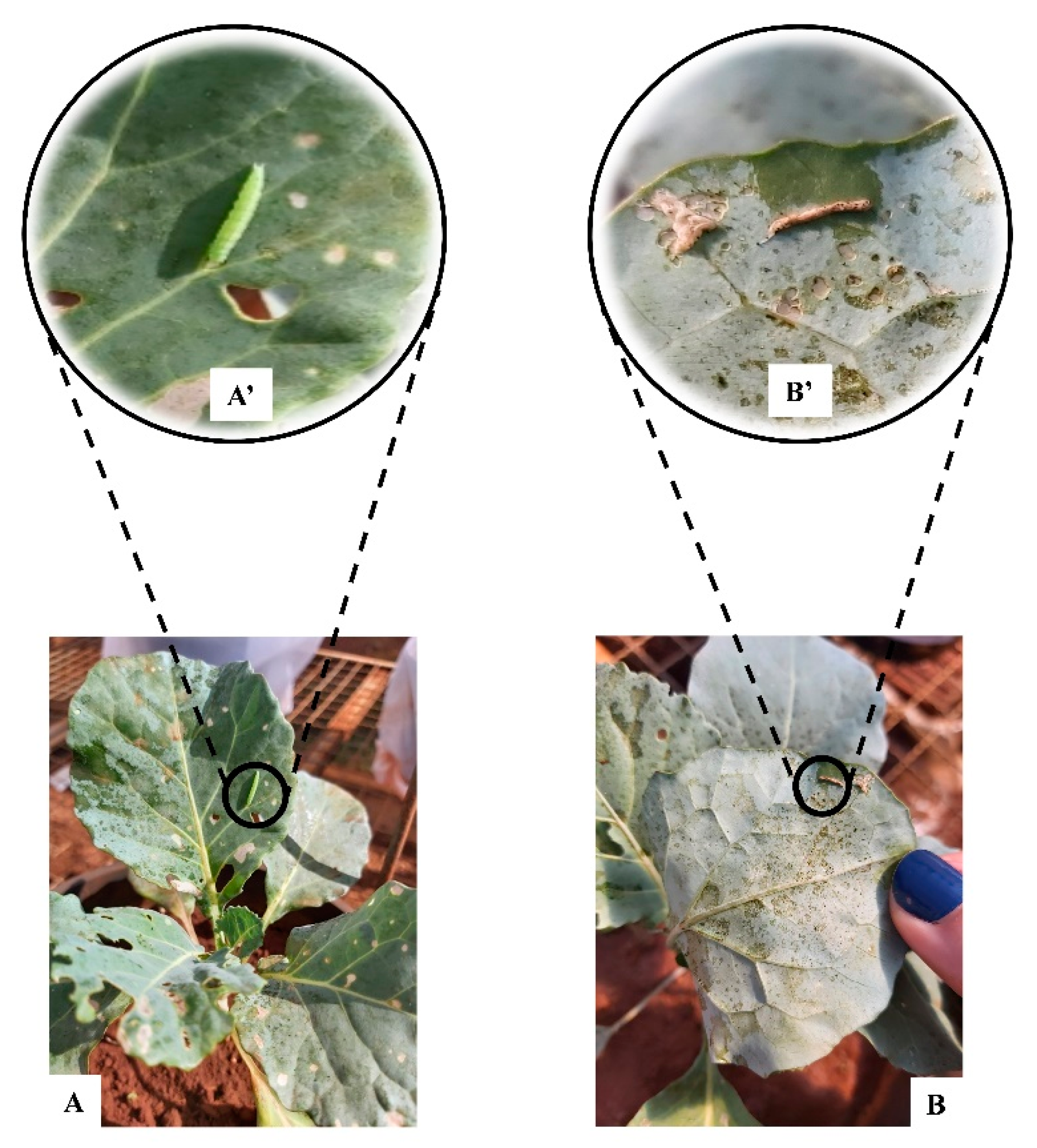 Agronomy 12 02646 g003