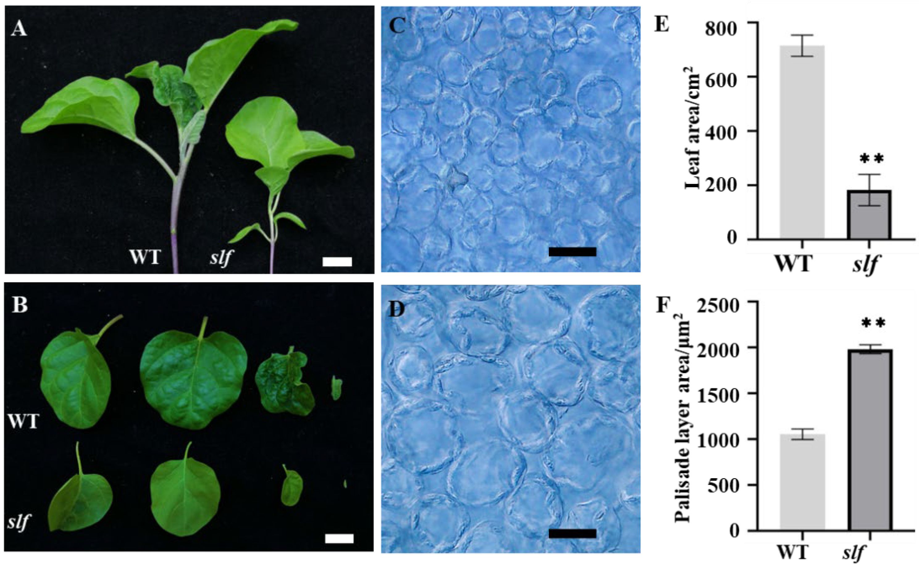 Agronomy 12 02647 g001