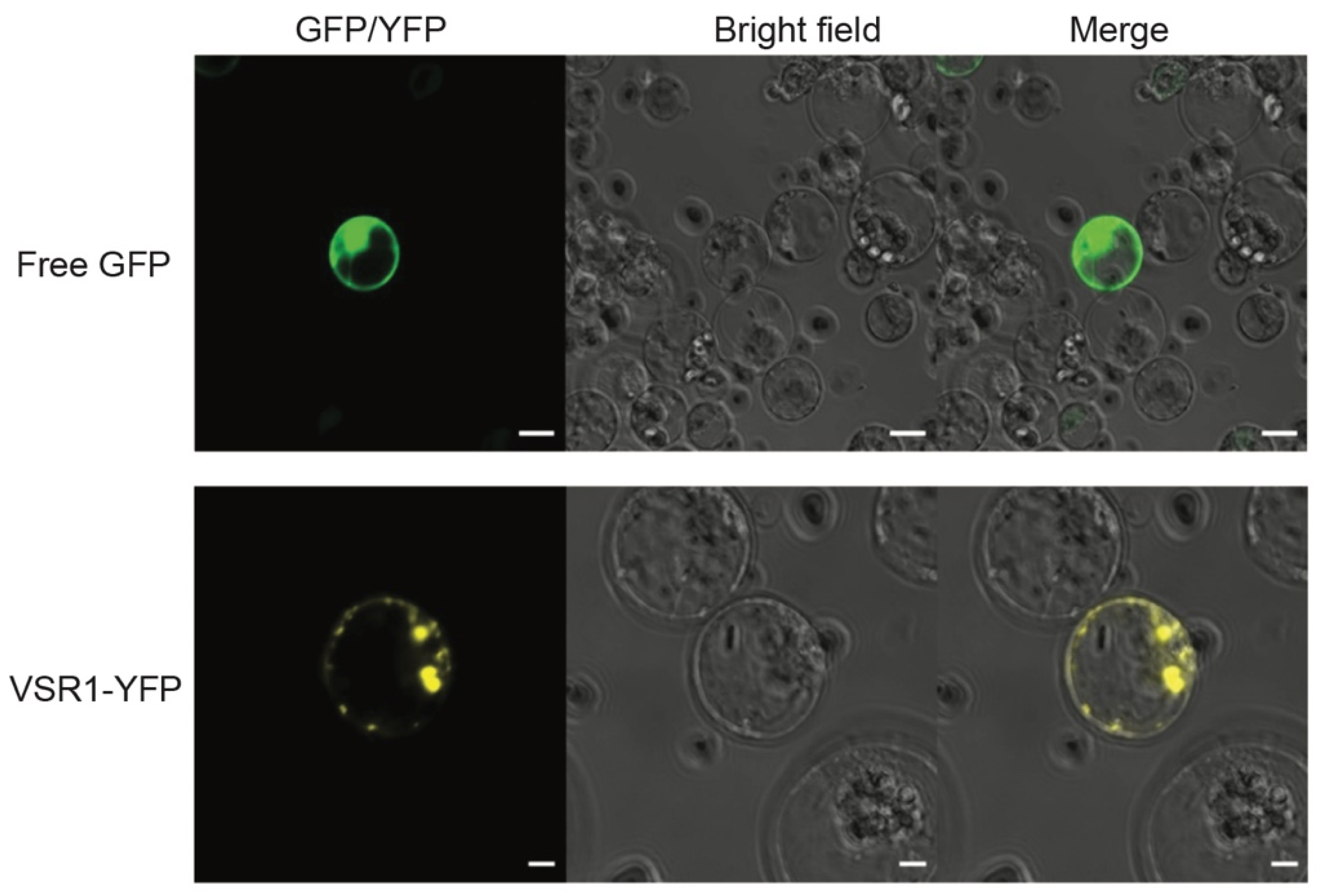 Agronomy 12 02648 g005 Agronomy 12 02648 g005