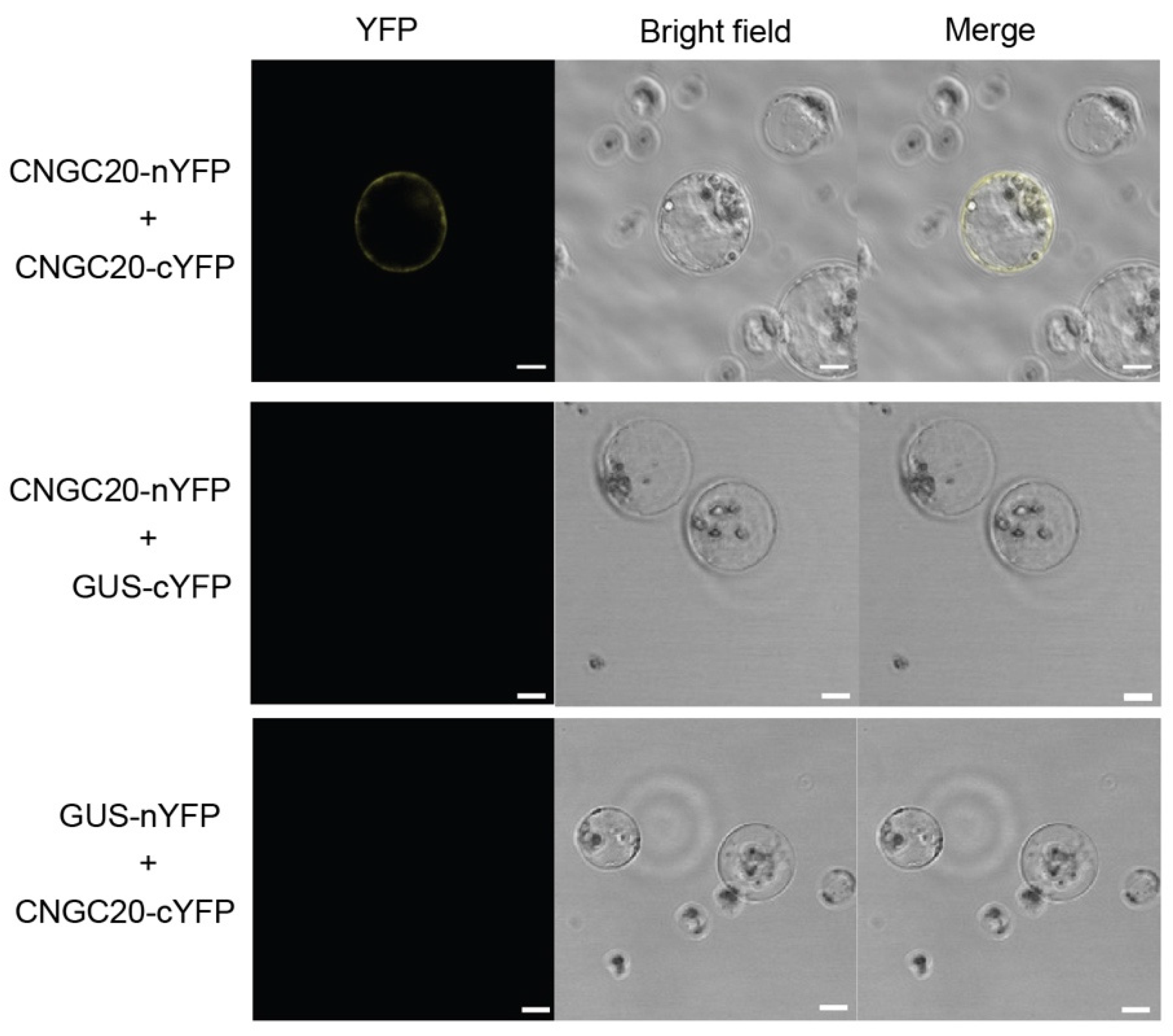 Agronomy 12 02648 g006 Agronomy 12 02648 g006