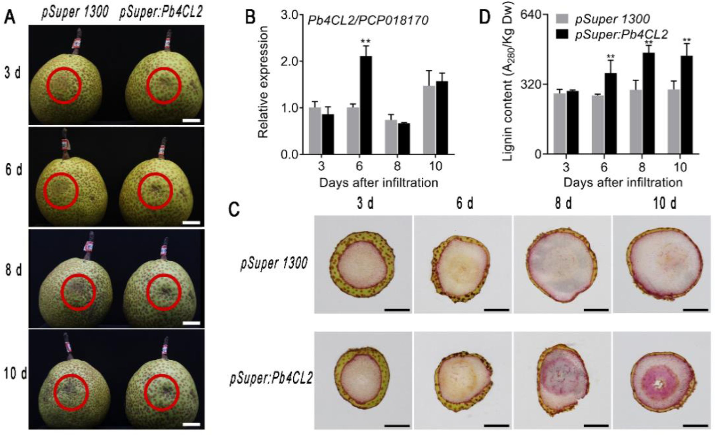 Agronomy 12 02650 g004