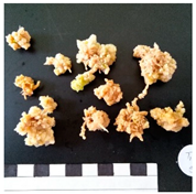 Agronomy 12 02672 i003