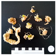 Agronomy 12 02672 i009