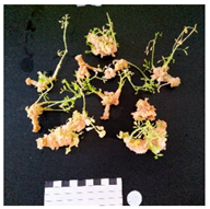 Agronomy 12 02672 i012