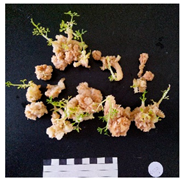 Agronomy 12 02672 i016