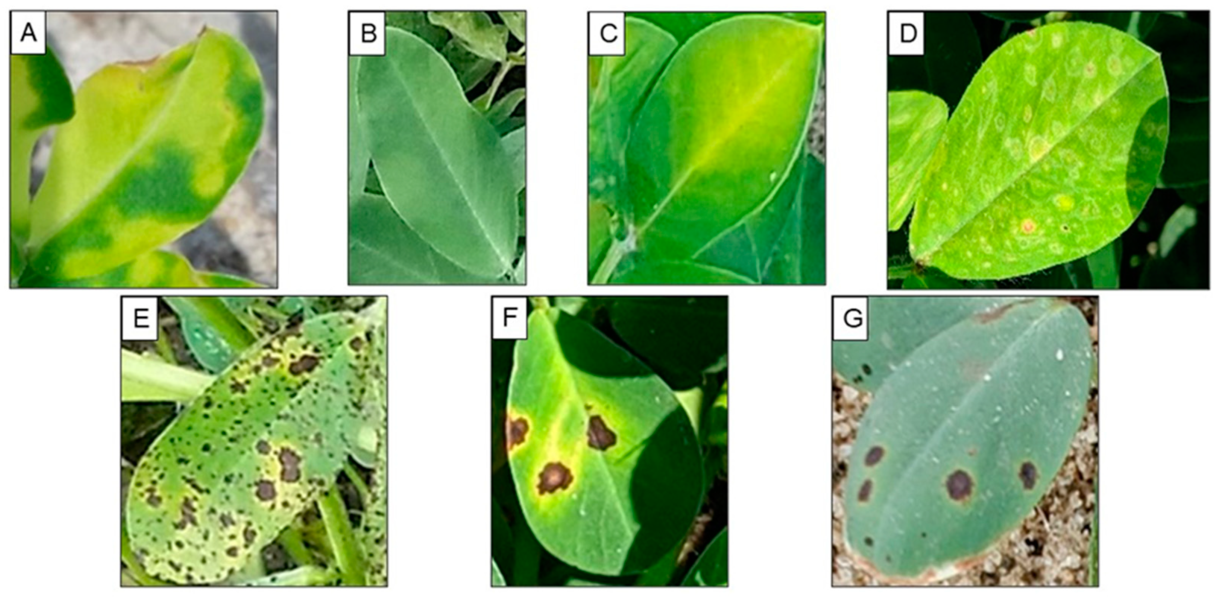 Agronomy 12 02712 g002 Agronomy 12 02712 g002