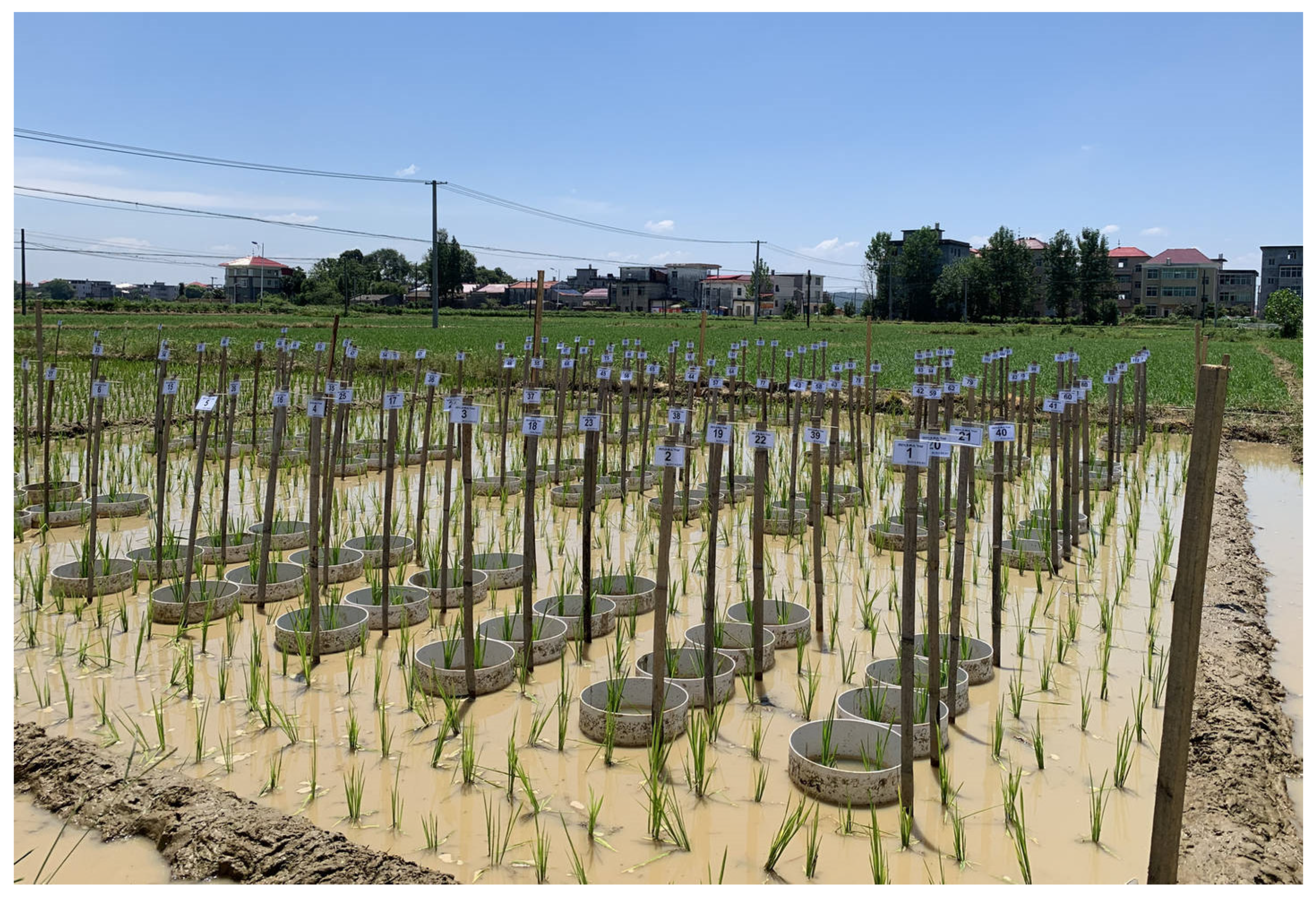 Agronomy 12 02719 g002