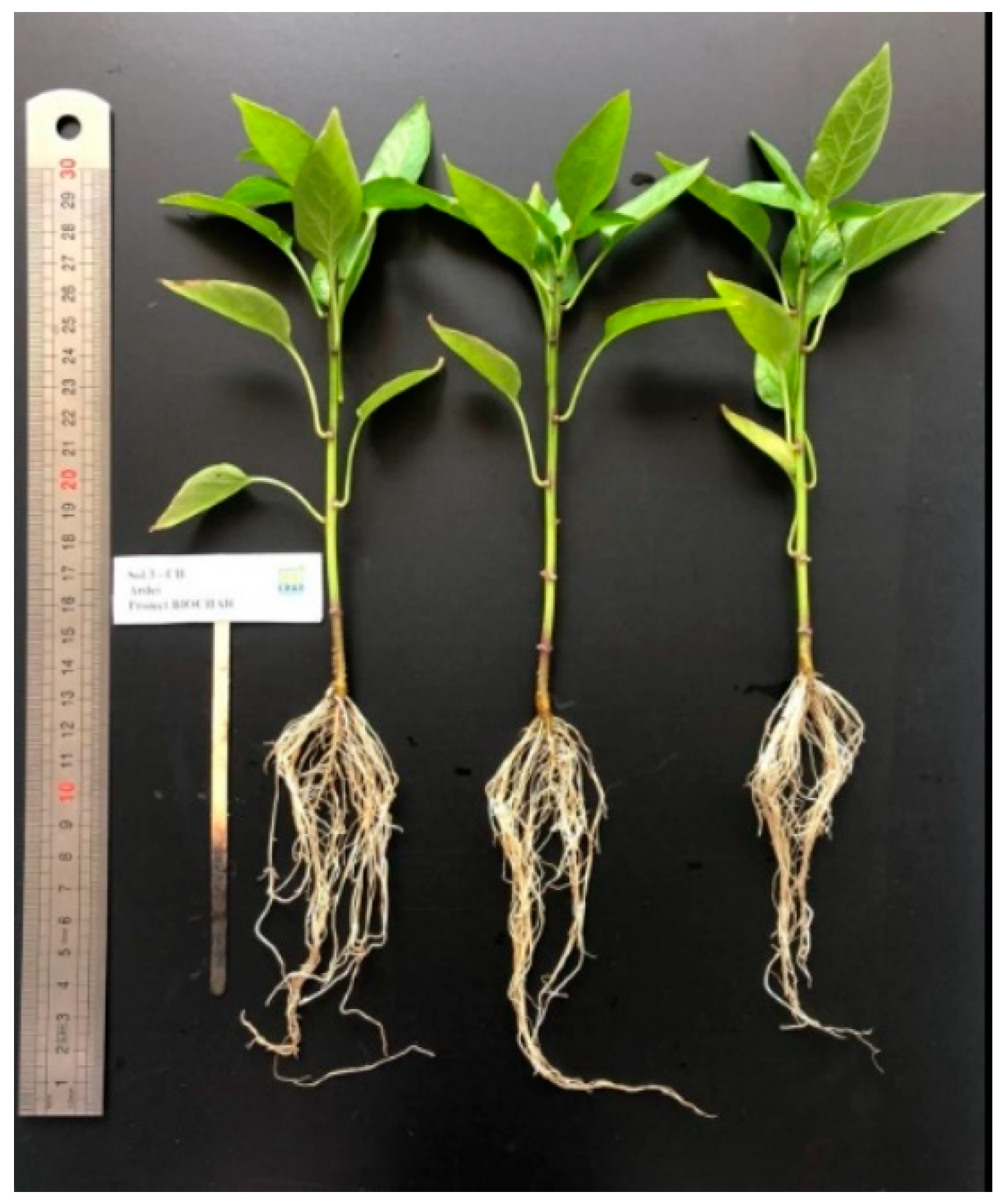 Agronomy 12 02730 g005