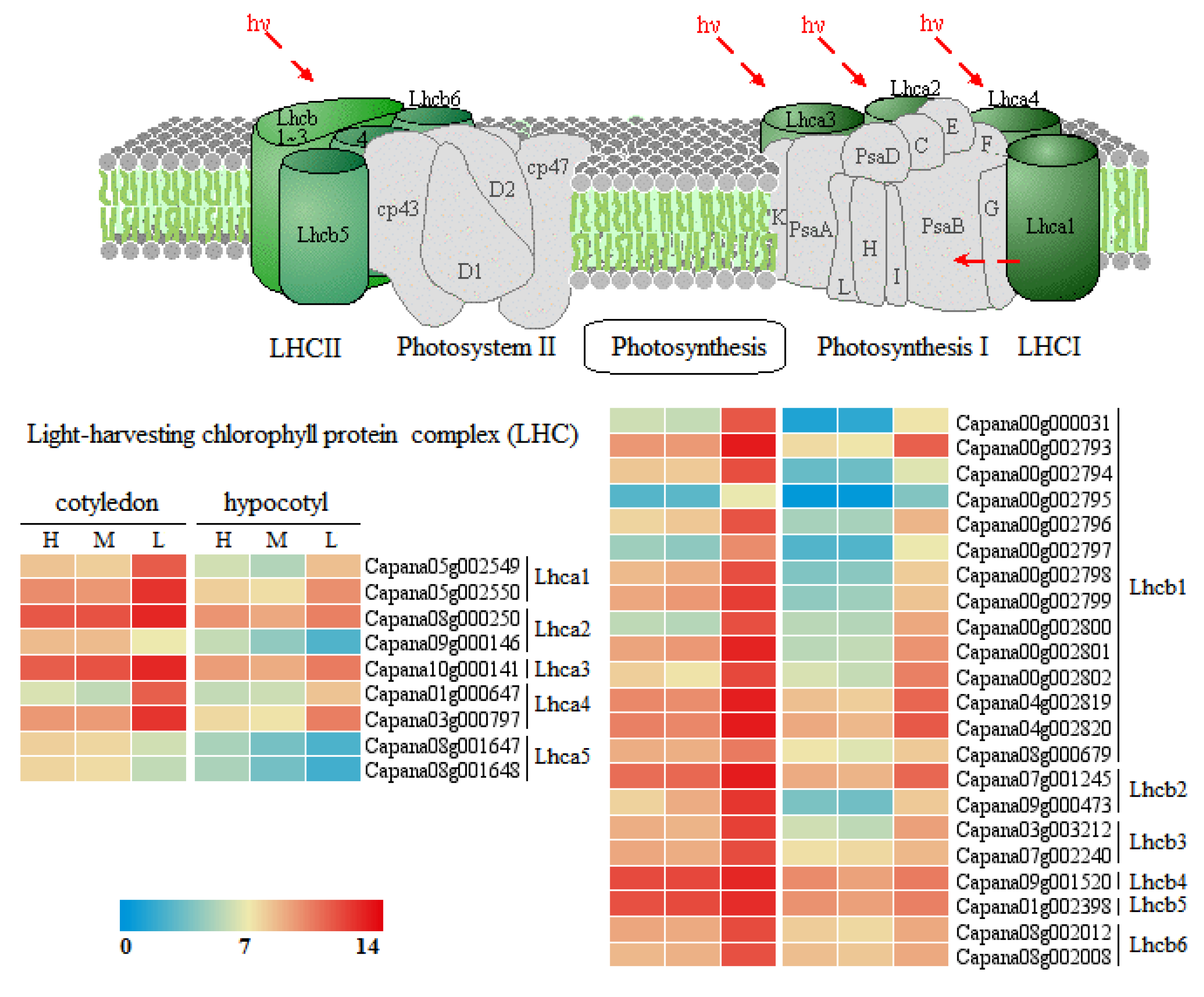 Agronomy 12 02762 g007 Agronomy 12 02762 g007