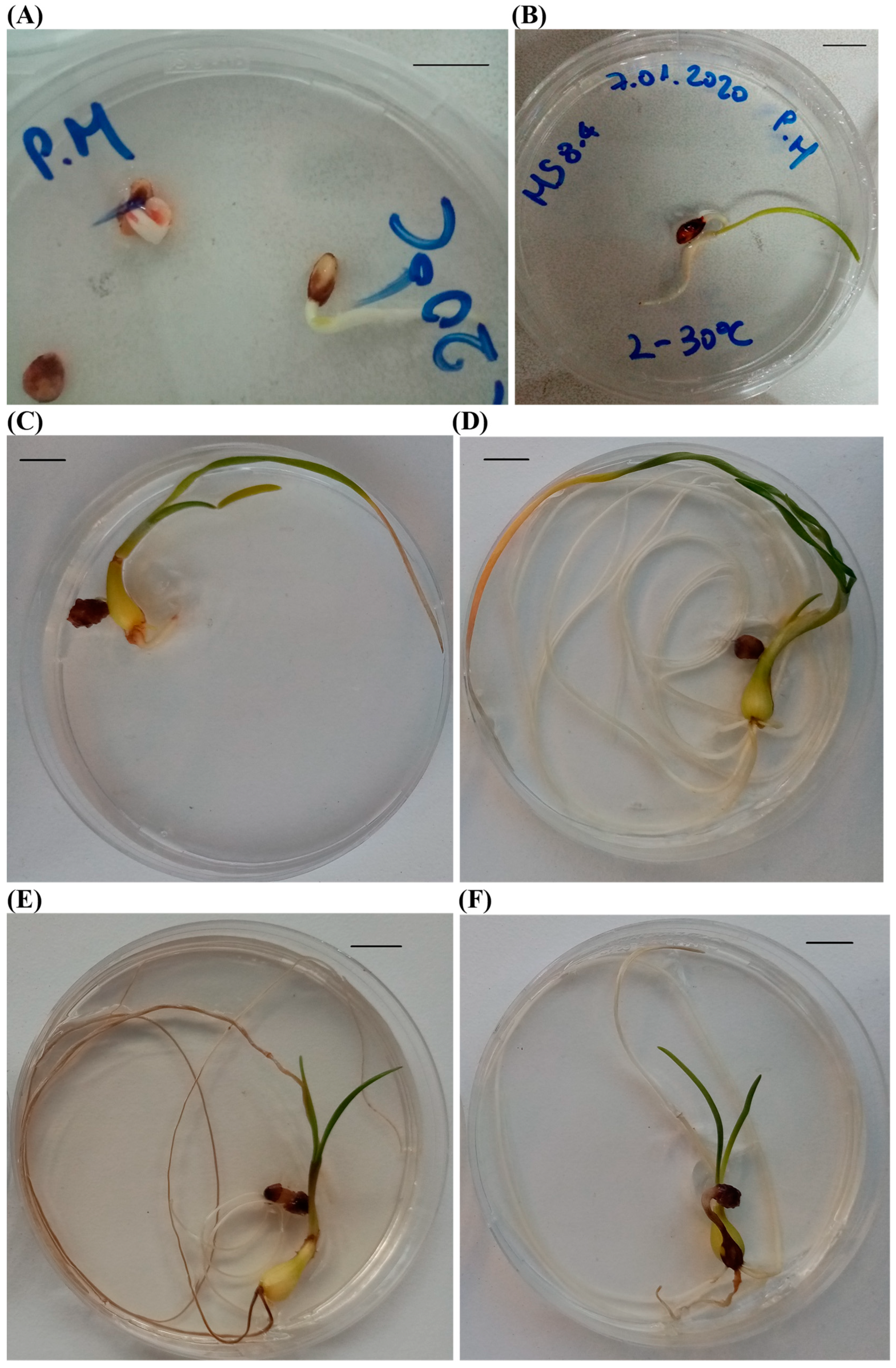 Agronomy 12 02786 g001