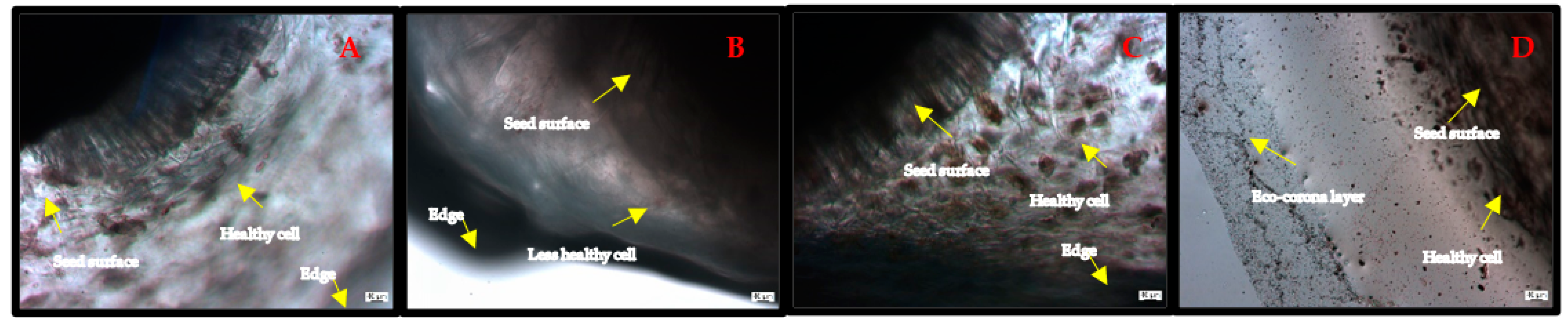 Agronomy 12 02787 g004