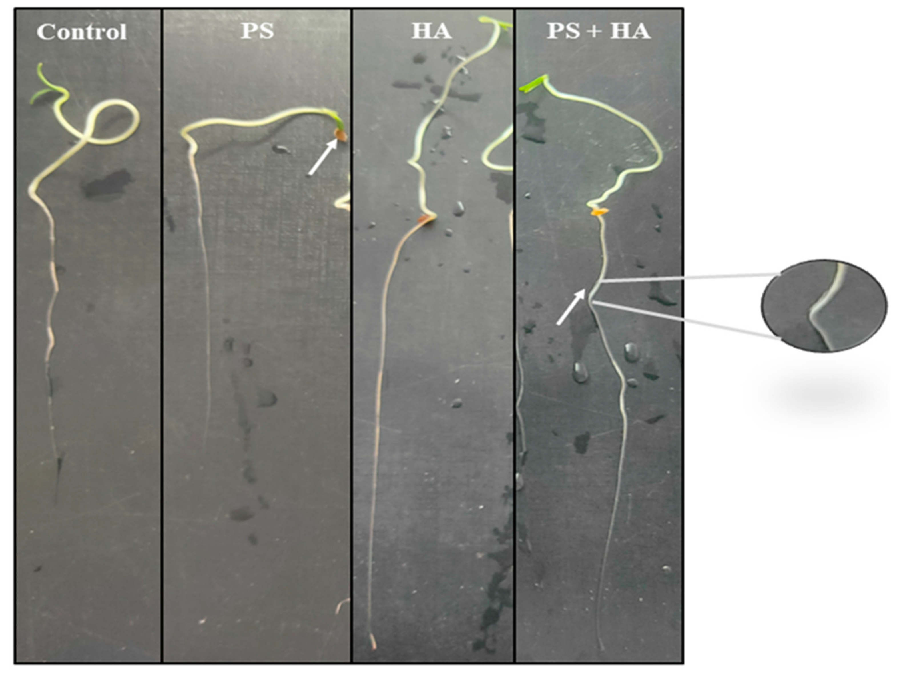Agronomy 12 02787 g007