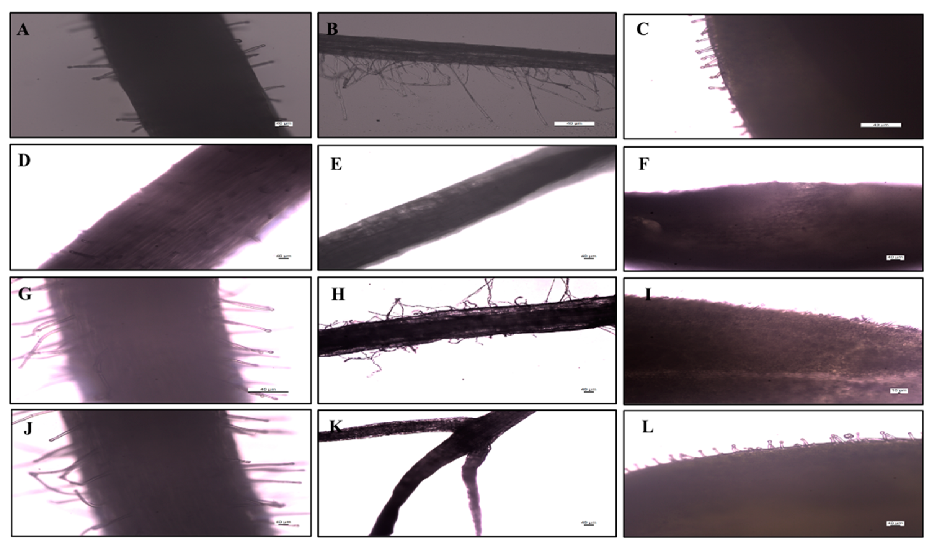 Agronomy 12 02787 g008