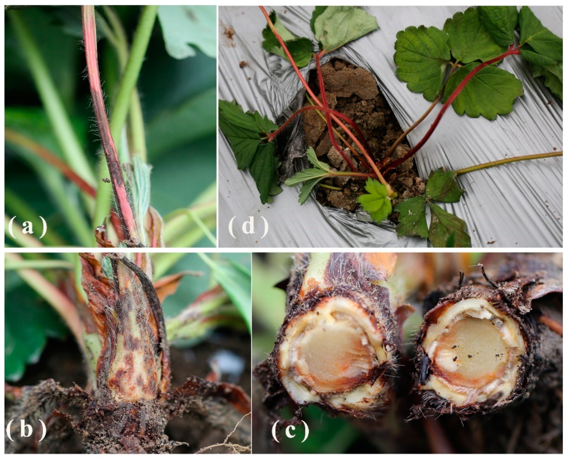 Agronomy 12 02815 g001 Agronomy 12 02815 g001