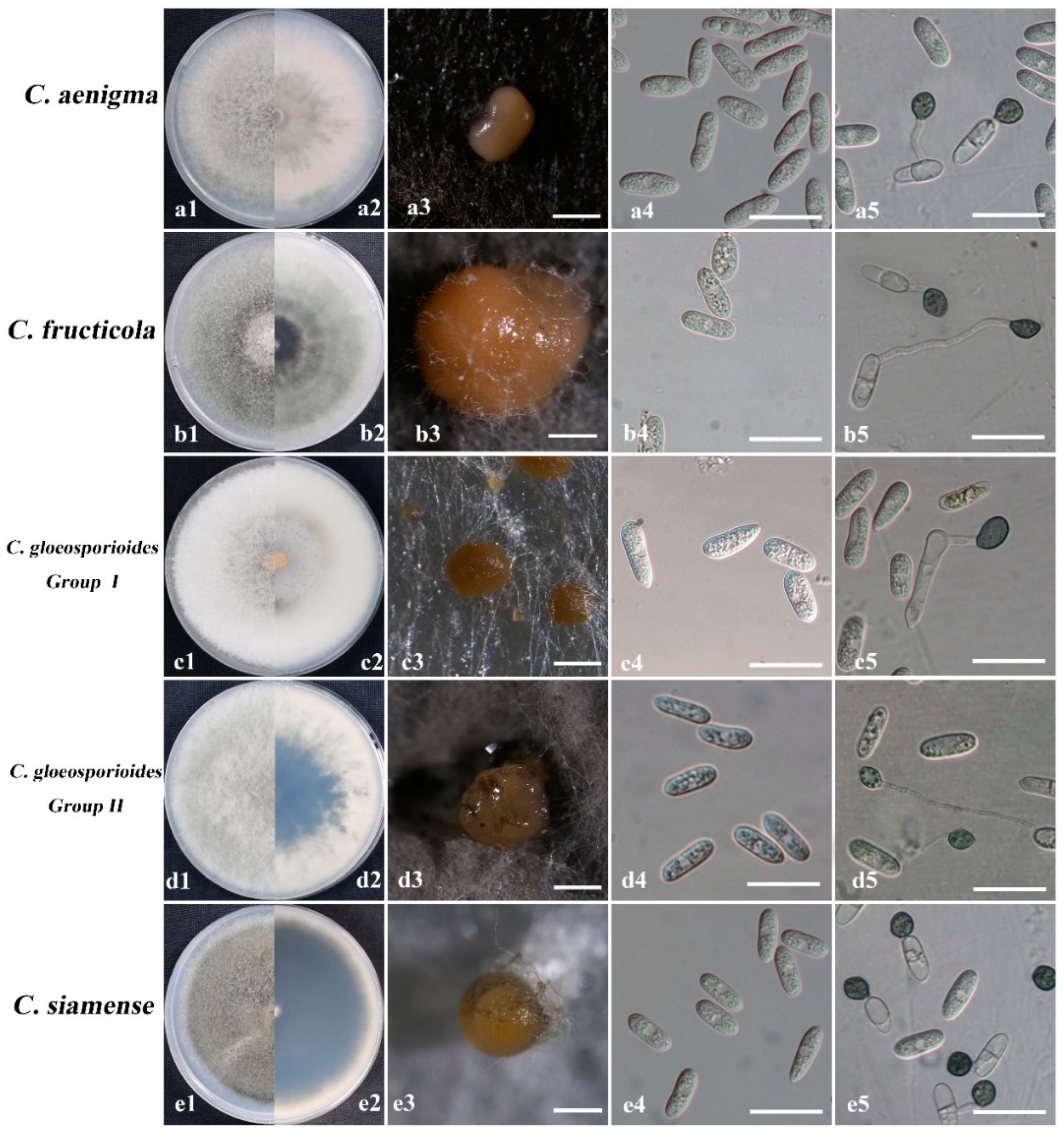 Agronomy 12 02815 g004 Agronomy 12 02815 g004