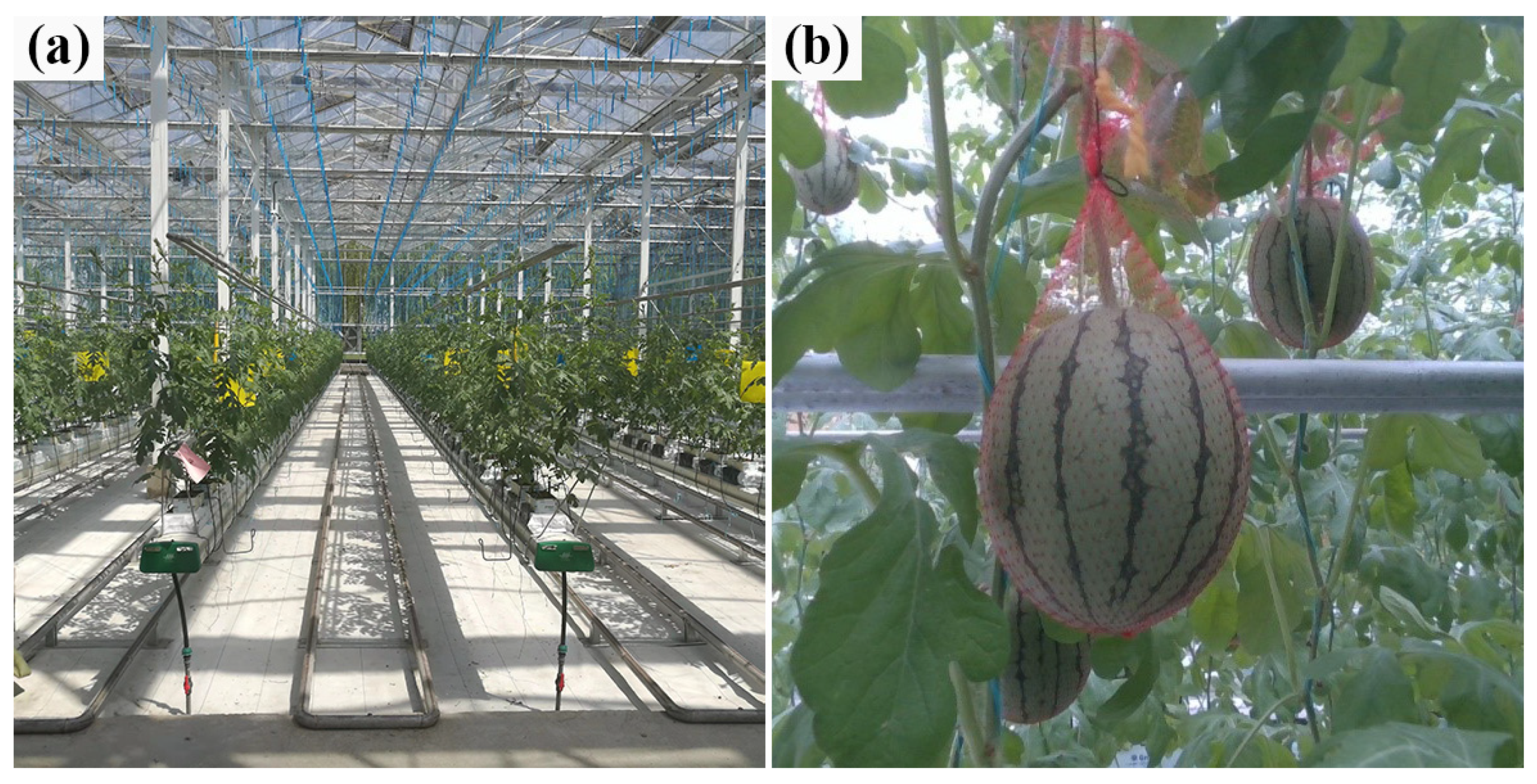 Agronomy 12 02836 g001