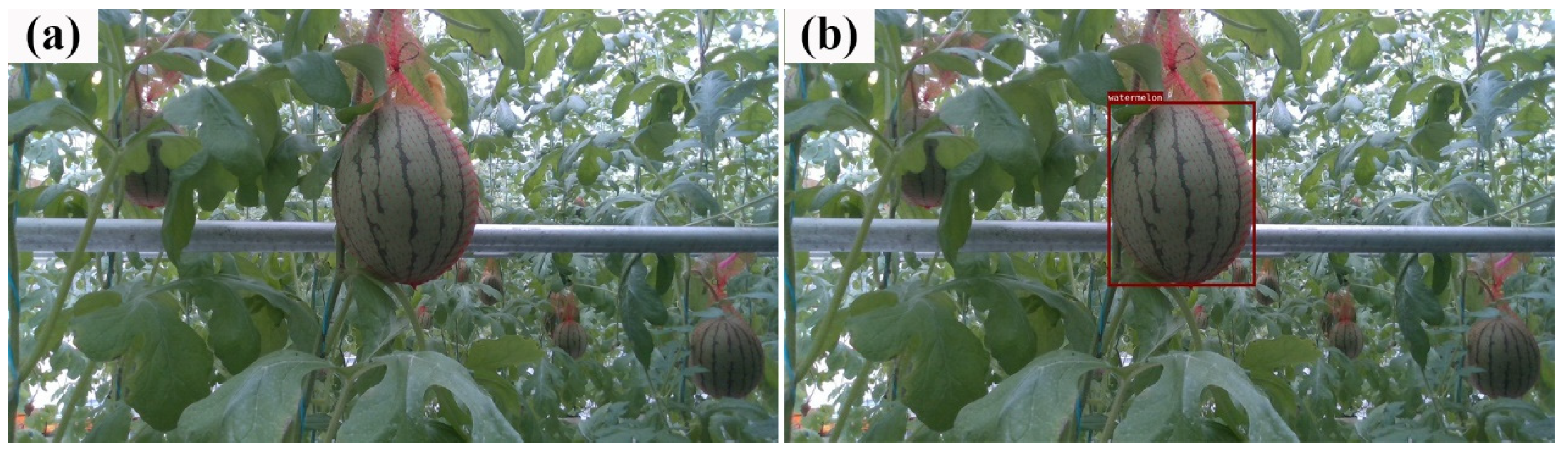 Agronomy 12 02836 g012