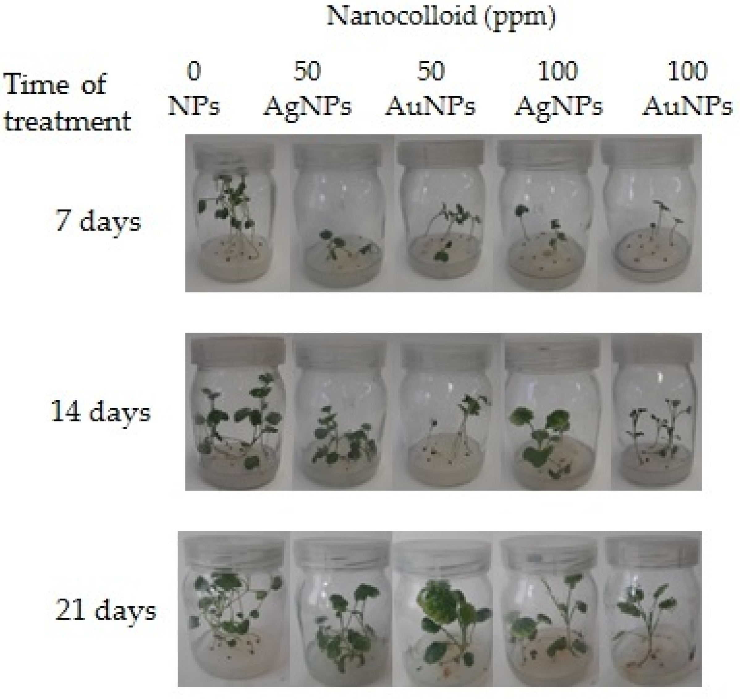 Agronomy 12 02885 g001
