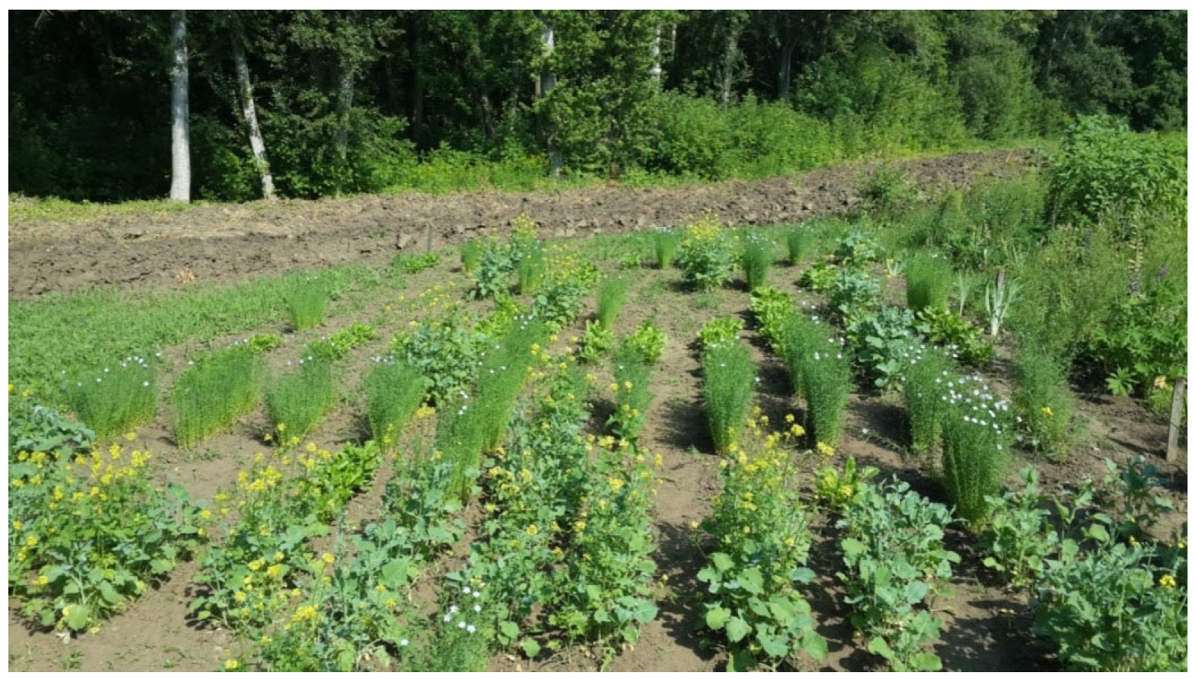 Agronomy 12 02929 g001