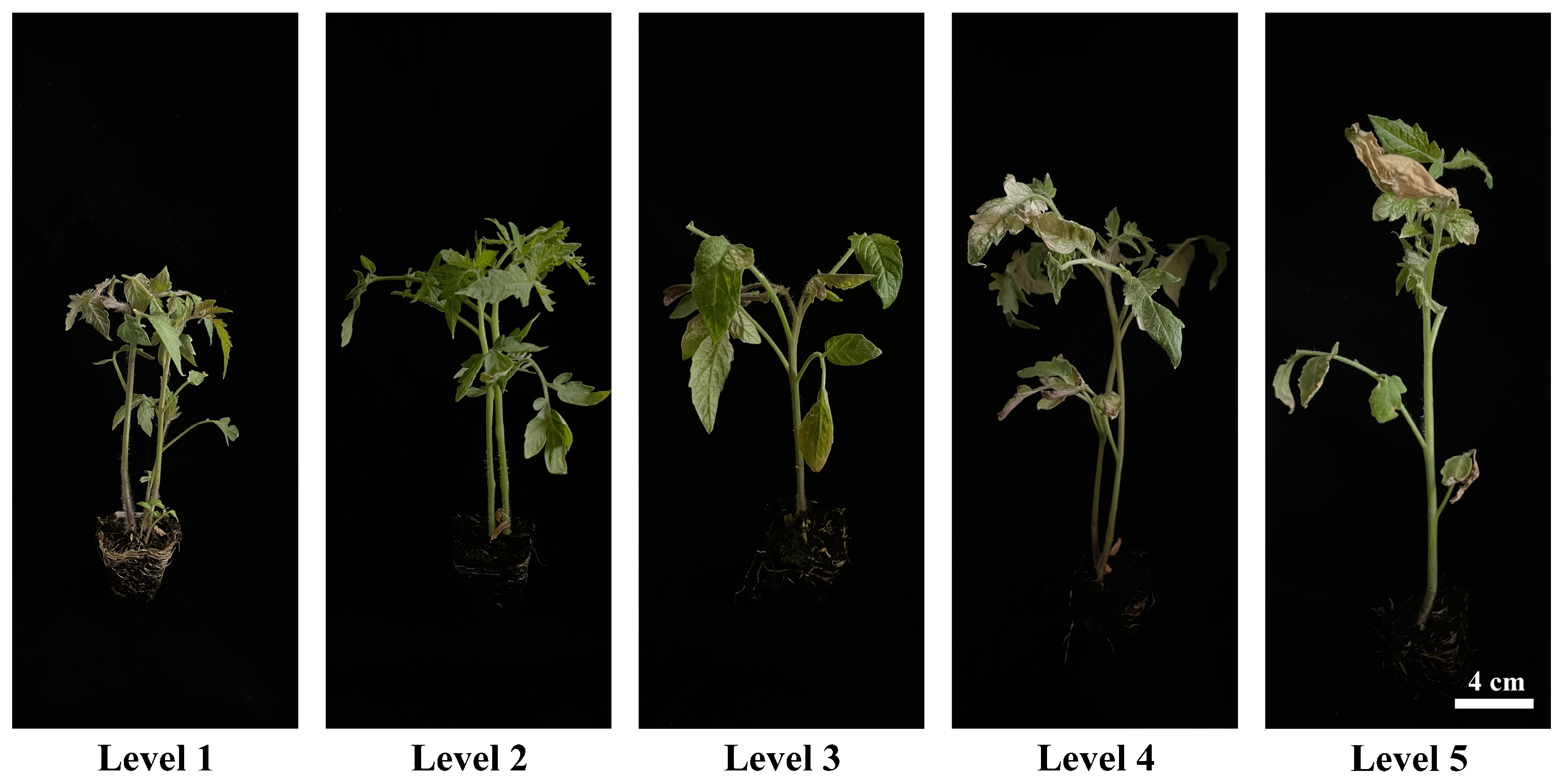 Agronomy 12 02985 g001