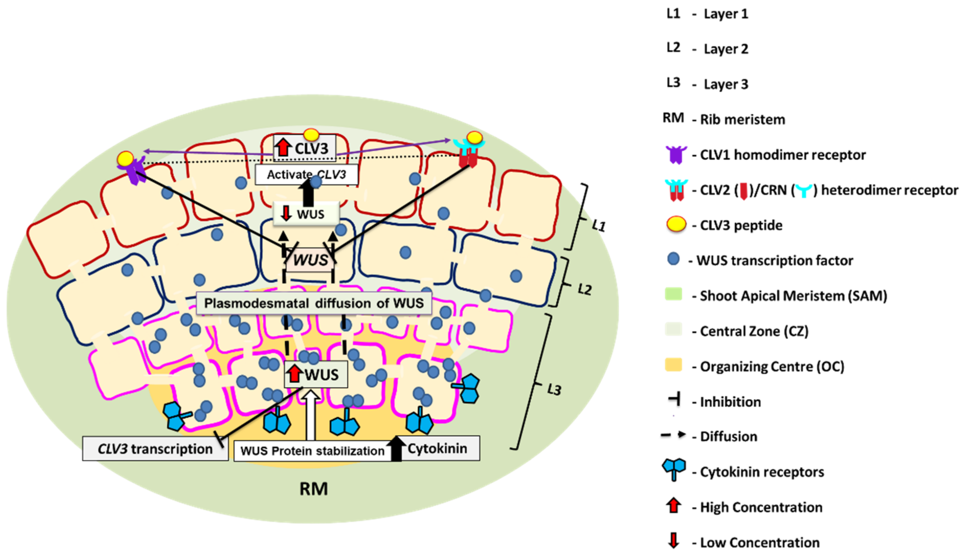 Agronomy 12 03132 g002