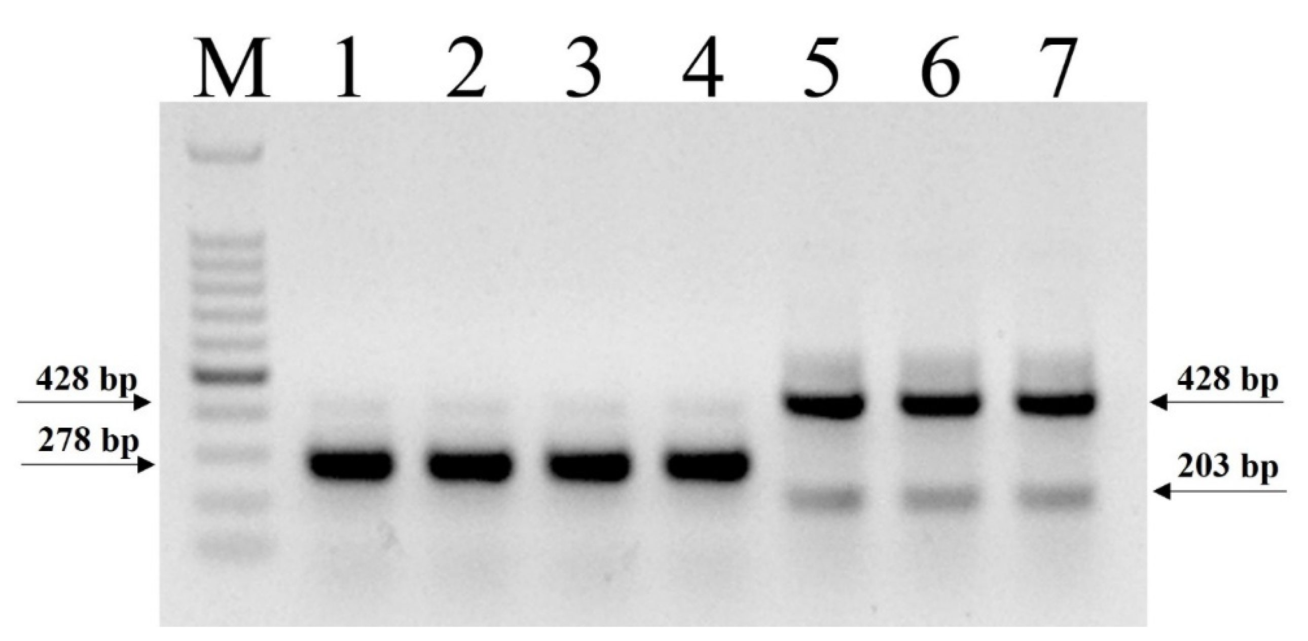 Agronomy 12 03167 g002
