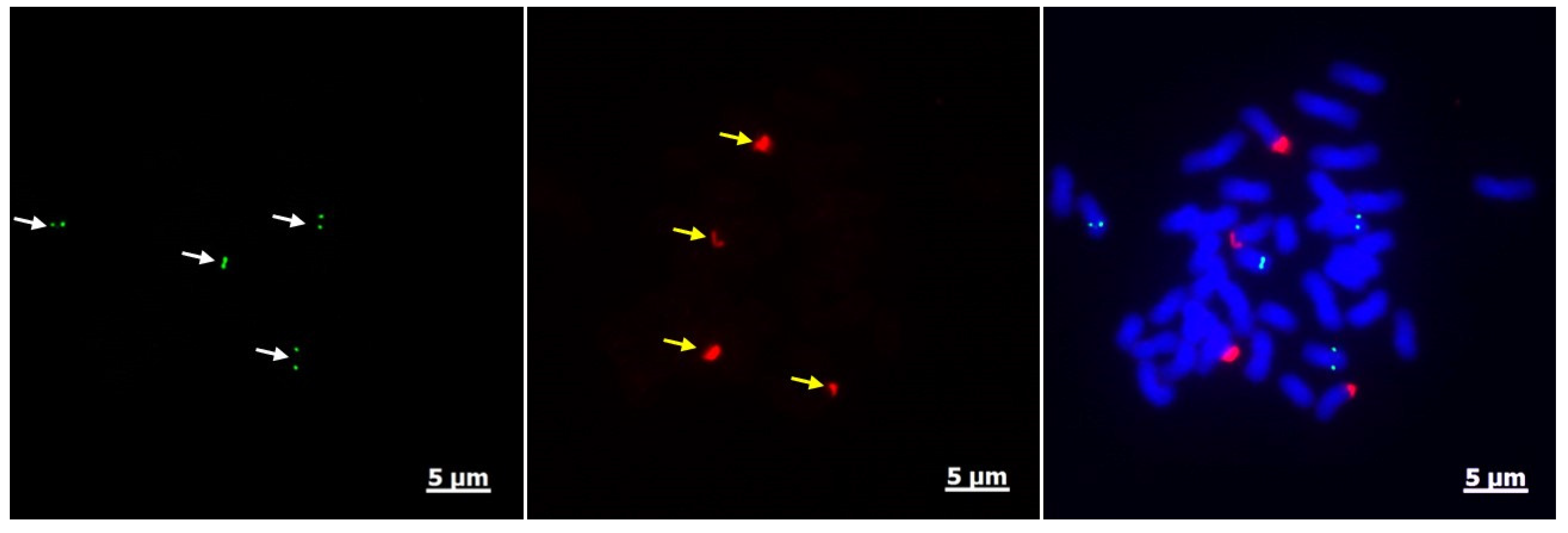 Agronomy 12 03167 g005