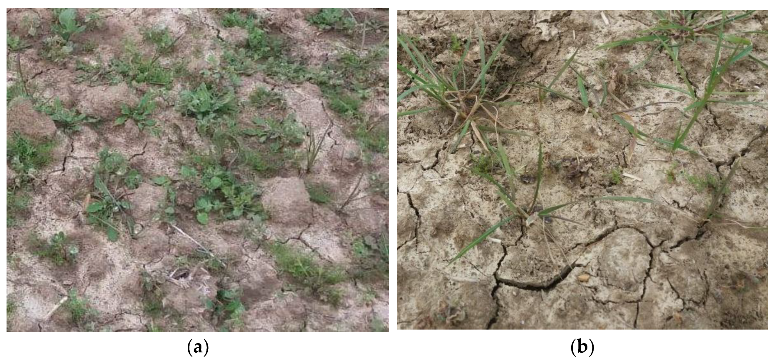 Agronomy 12 03229 g004 Agronomy 12 03229 g004