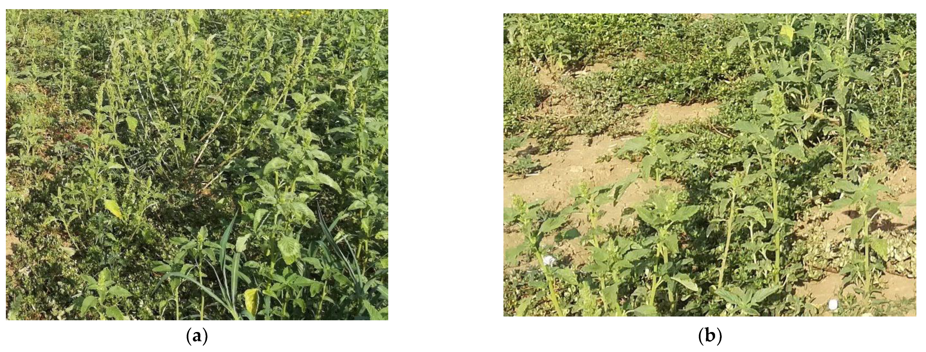 Agronomy 12 03229 g005 Agronomy 12 03229 g005