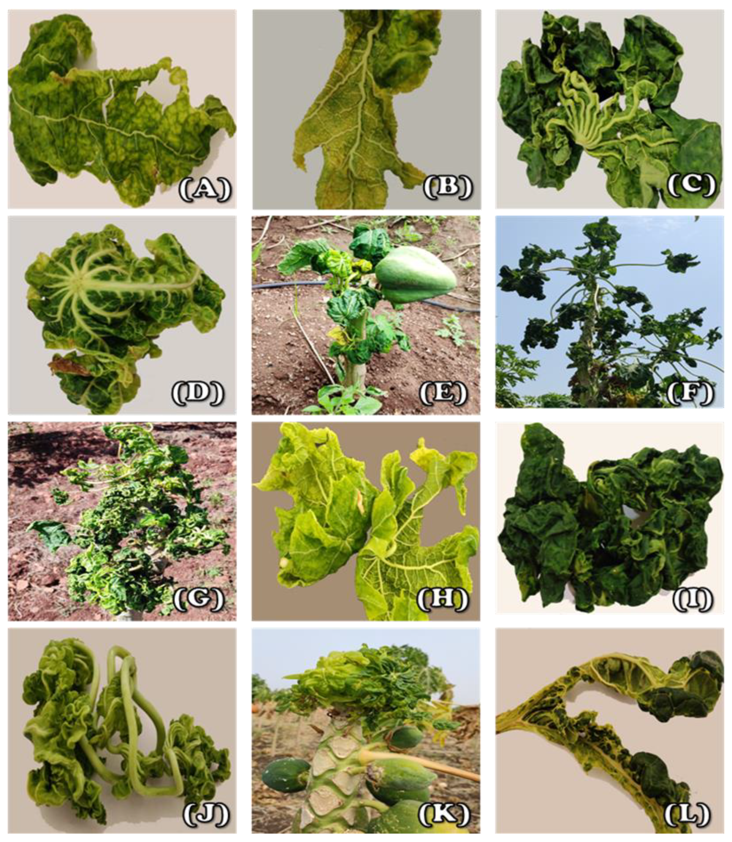 Agronomy 13 00003 g001