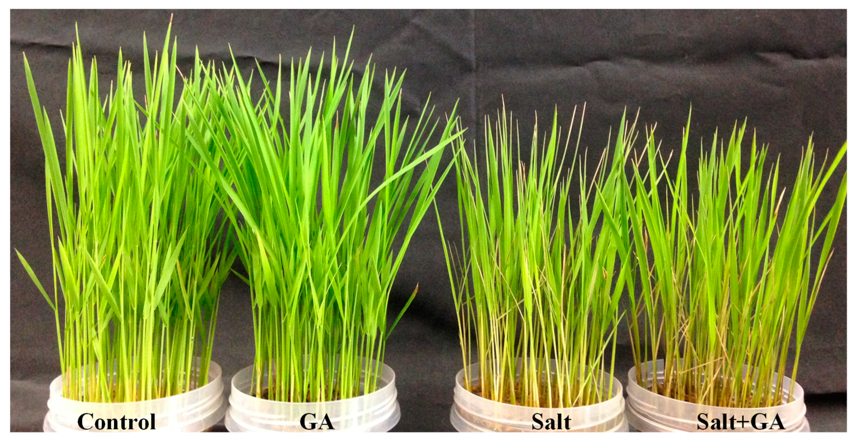 Agronomy 13 00016 g001