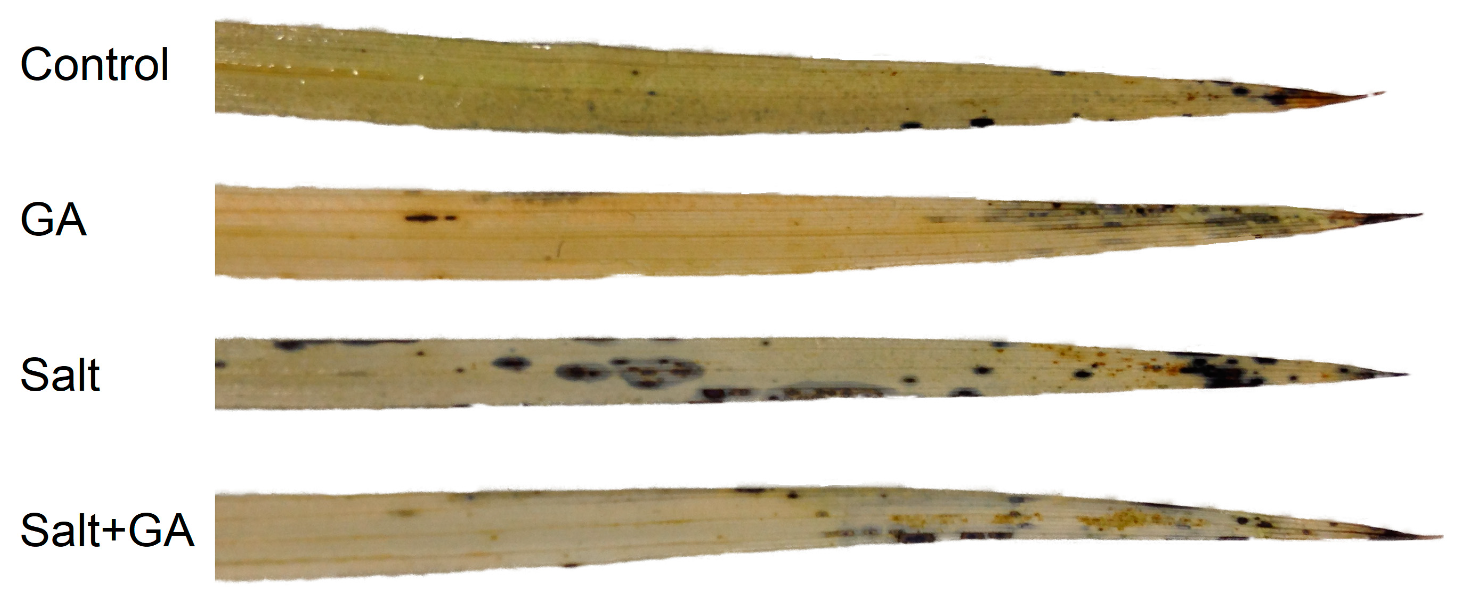 Agronomy 13 00016 g003