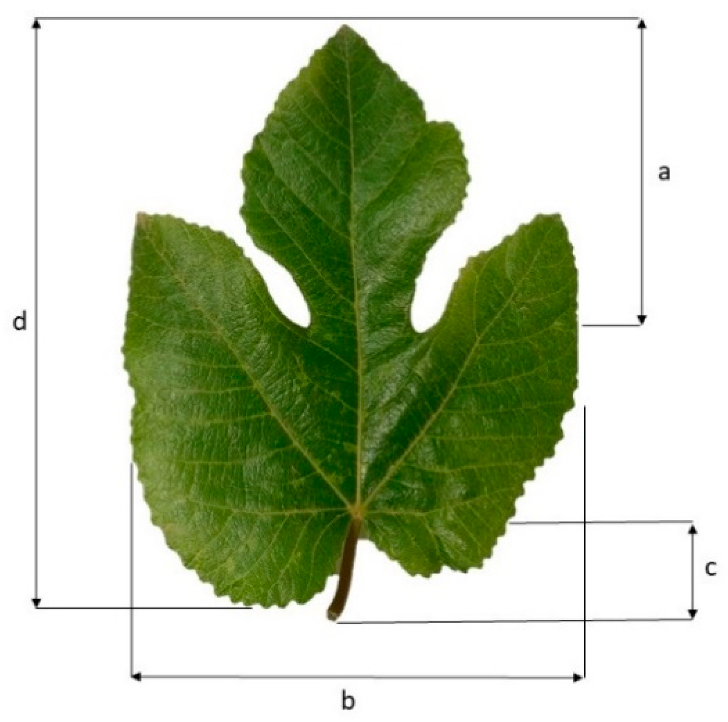 Agronomy 13 00030 g001