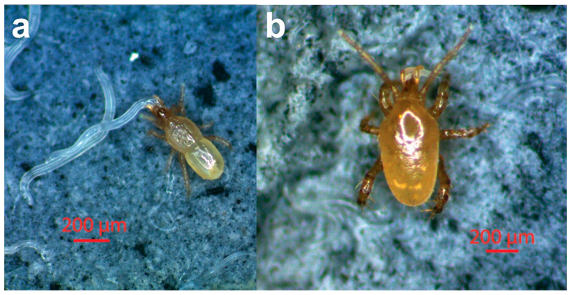 Agronomy 13 00032 g004