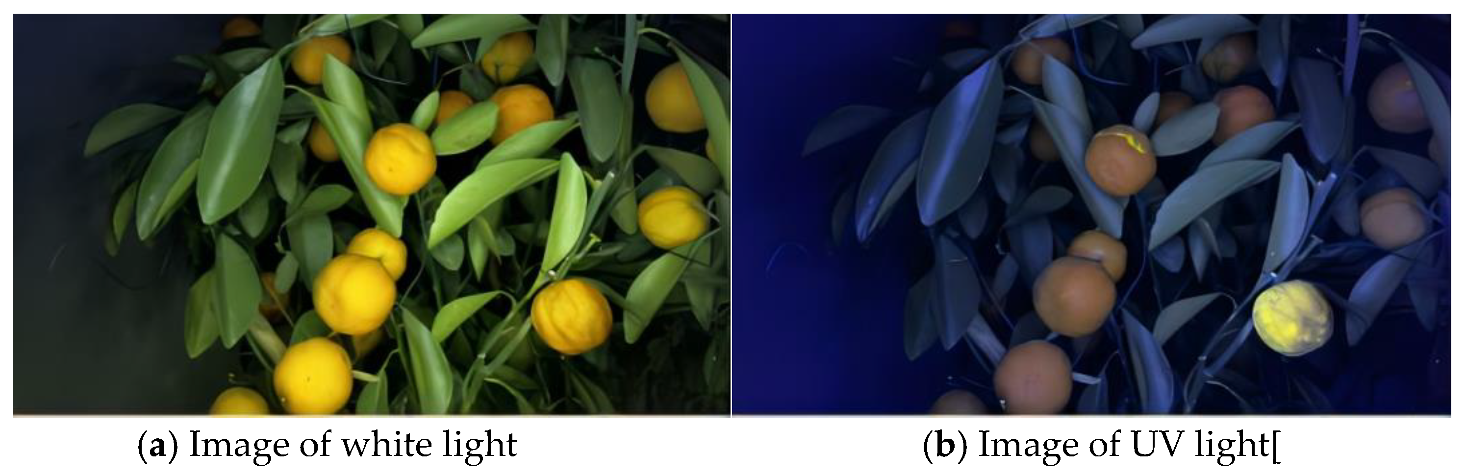 Agronomy 13 00043 g005