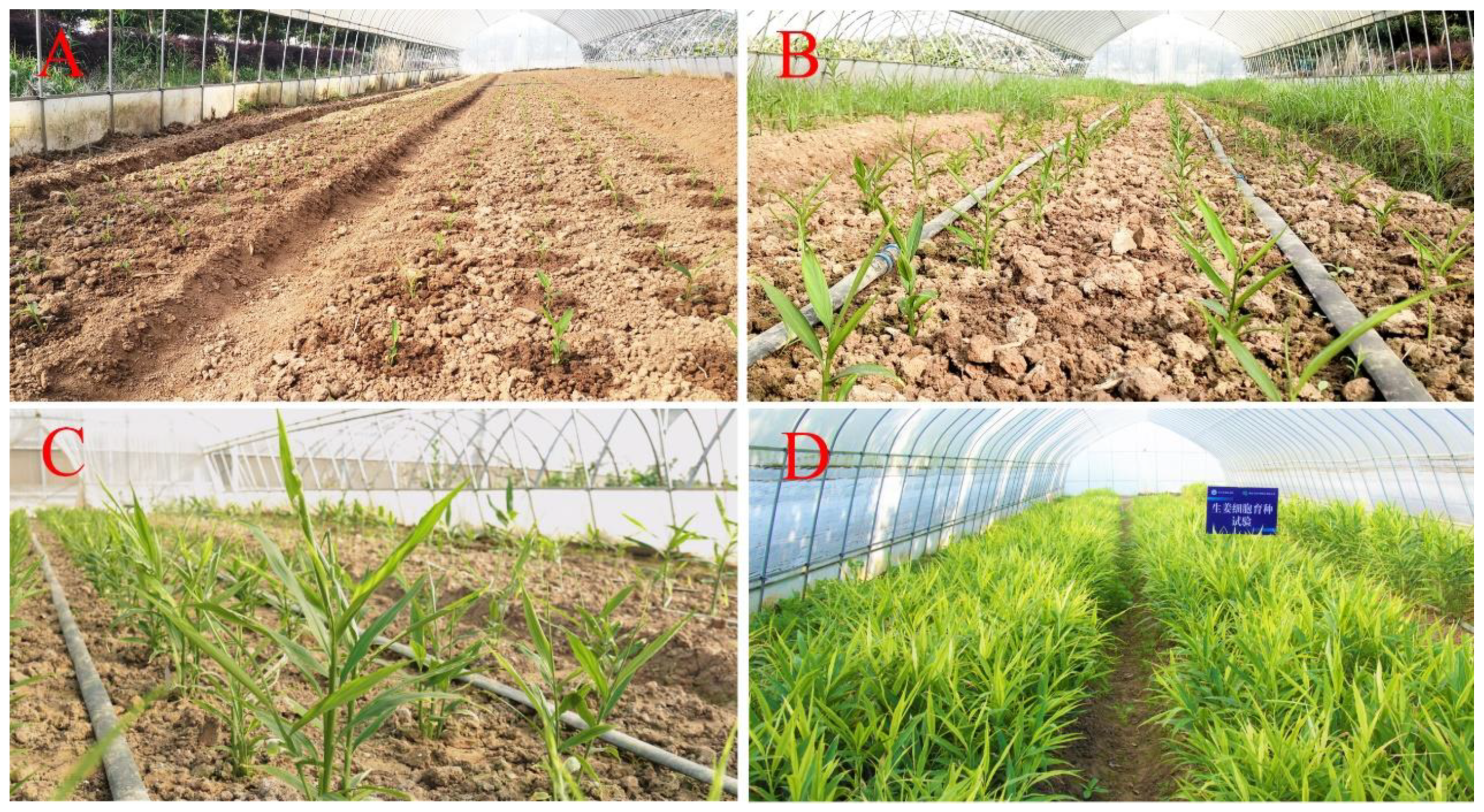 Agronomy 13 00074 g001