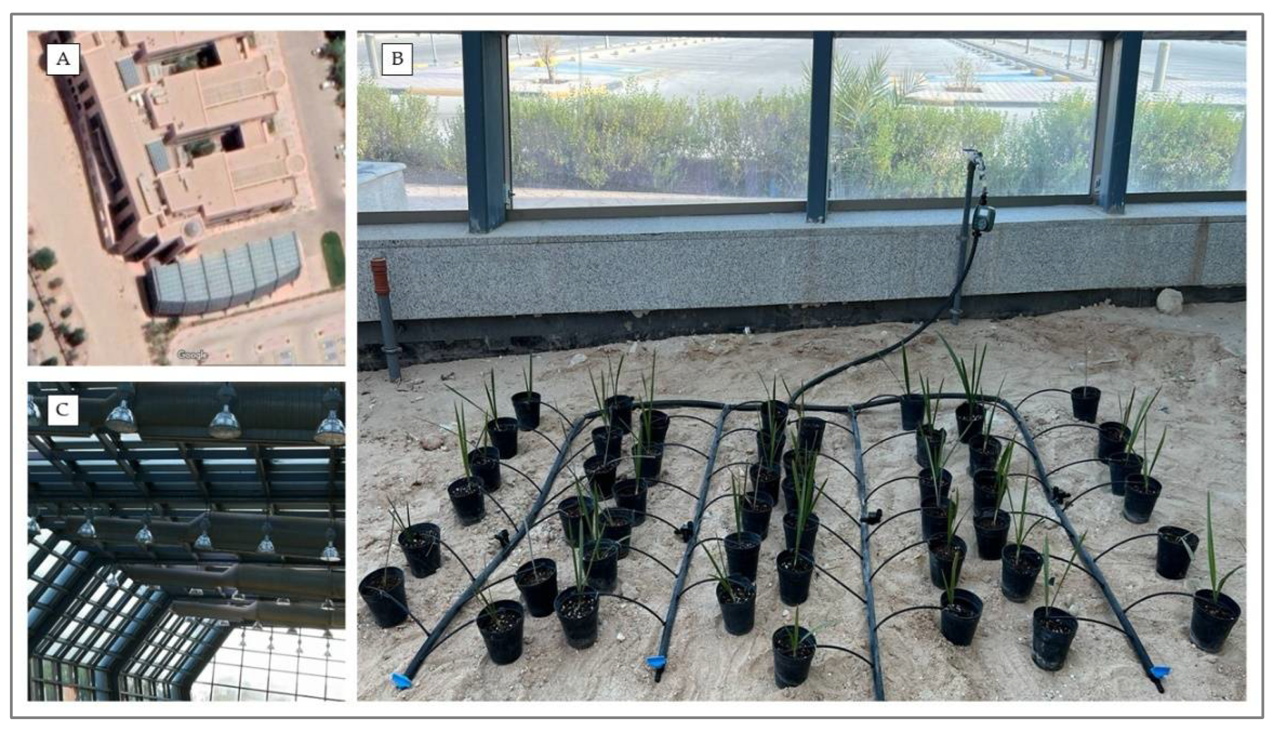 Agronomy 13 00078 g007