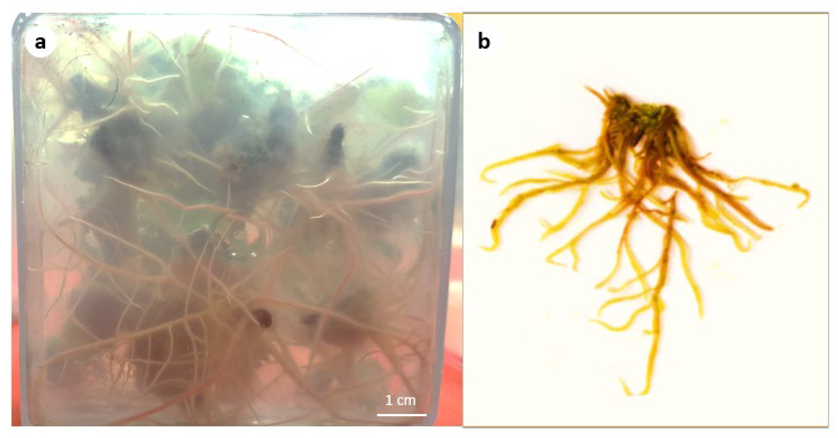 Agronomy 13 00089 g002