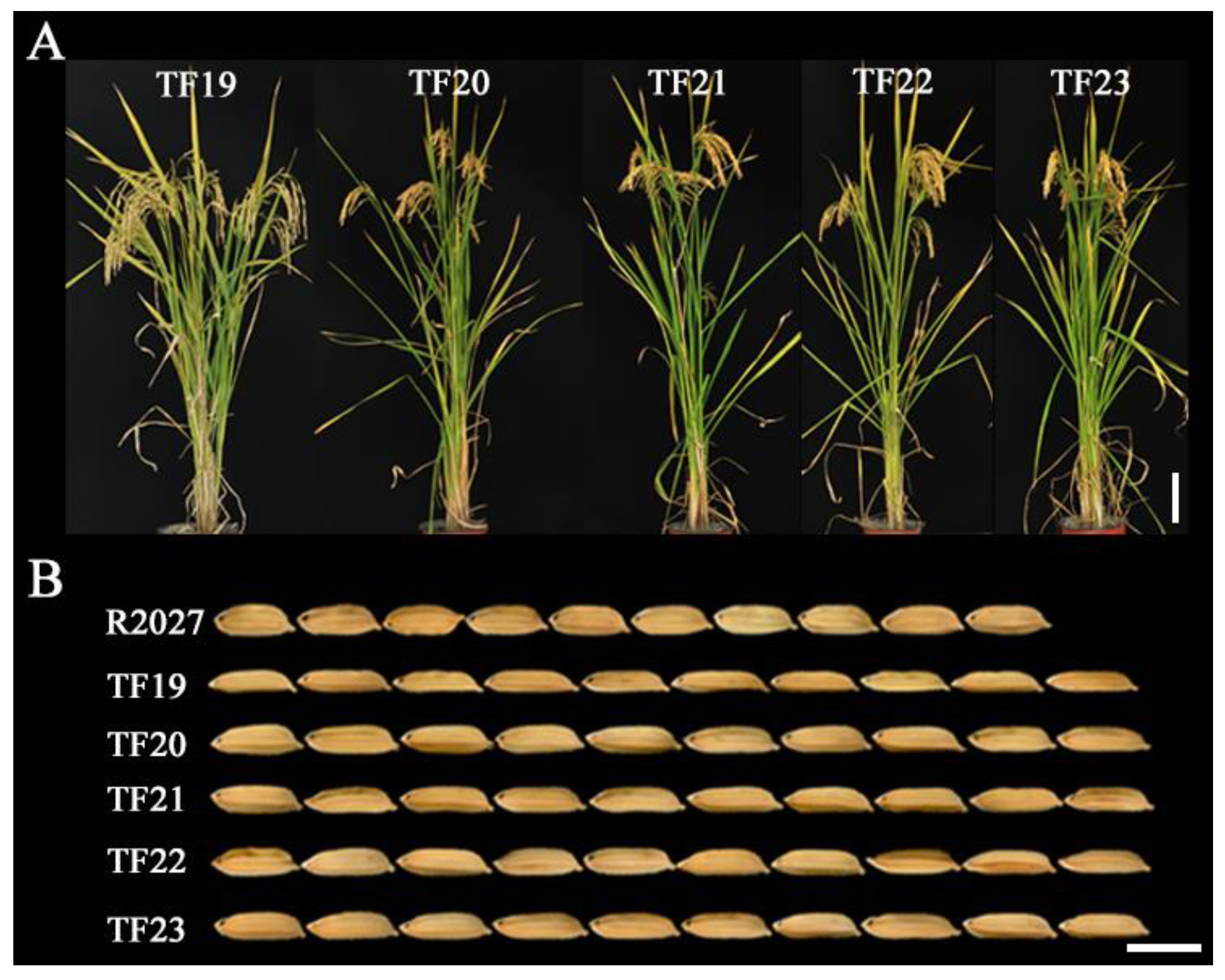 Agronomy 13 00107 g005 Agronomy 13 00107 g005