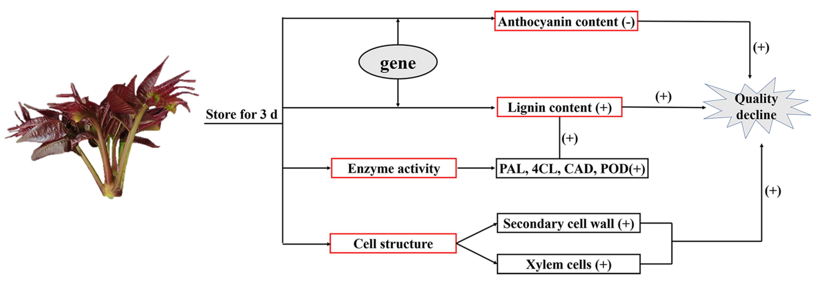 Agronomy 13 00119 g006