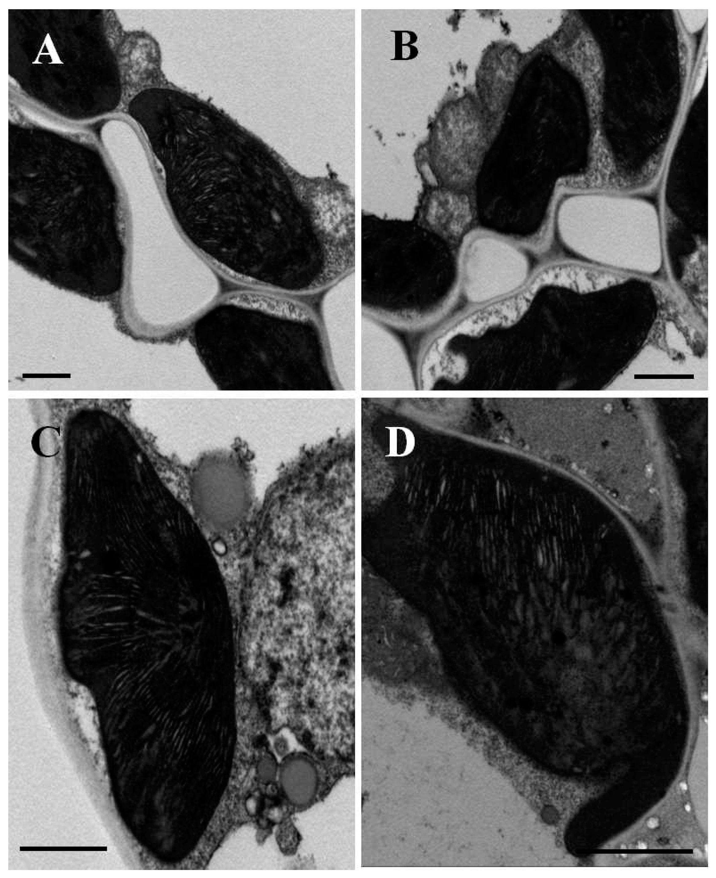 Agronomy 13 00129 g005