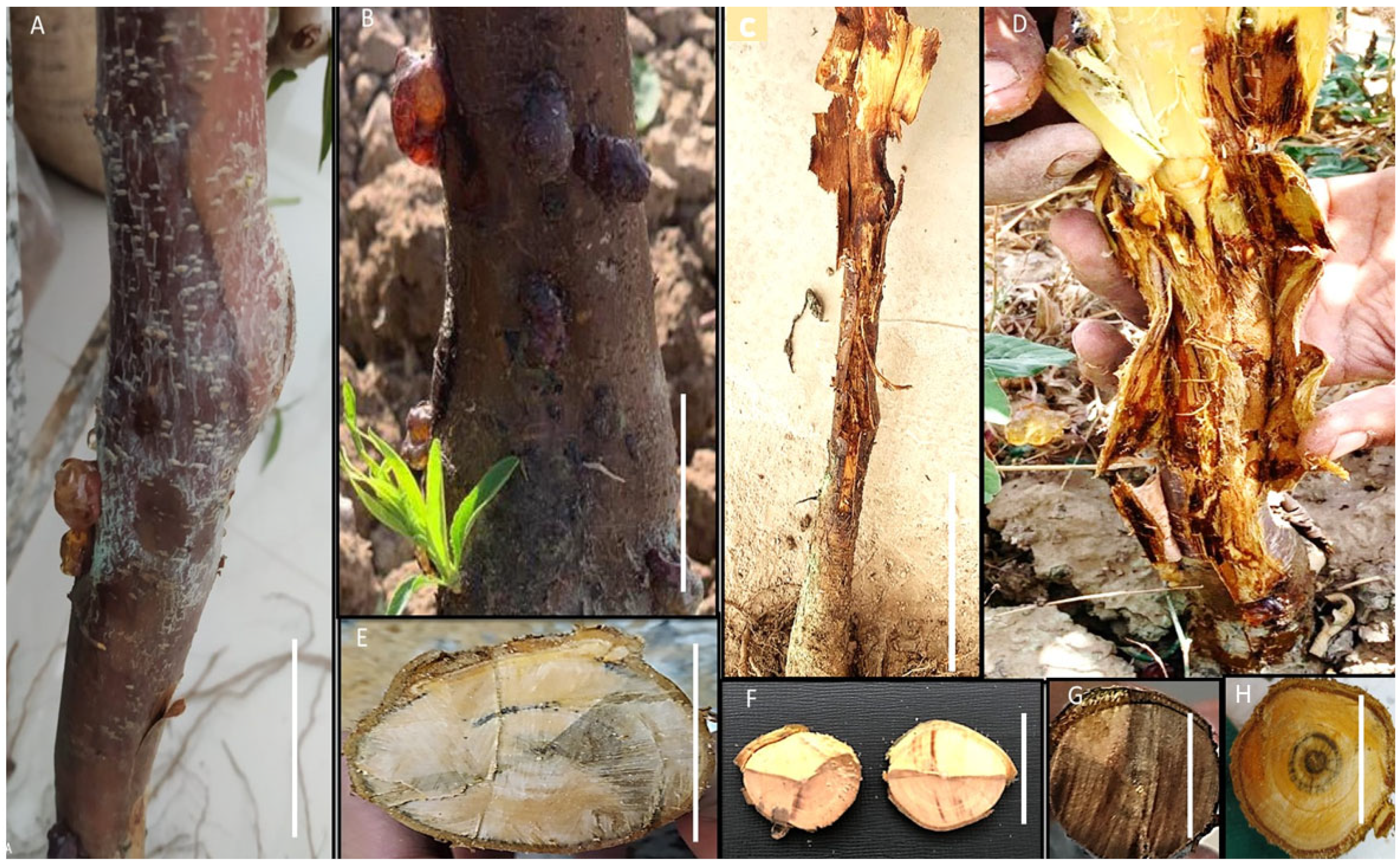 Agronomy 13 00130 g002 Agronomy 13 00130 g002