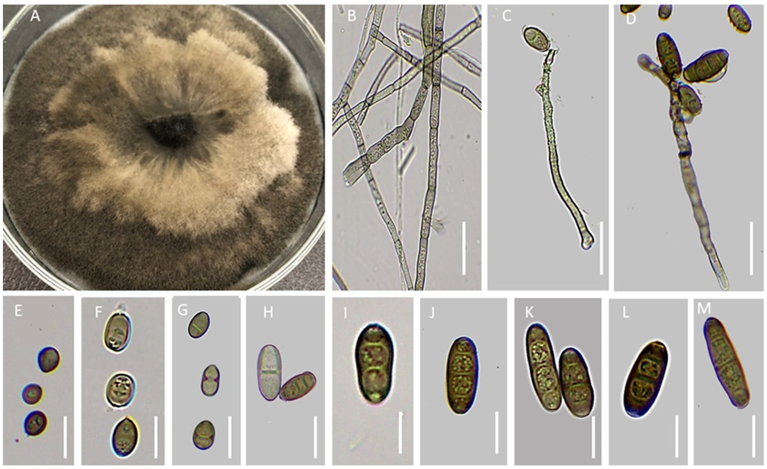 Agronomy 13 00130 g003 Agronomy 13 00130 g003