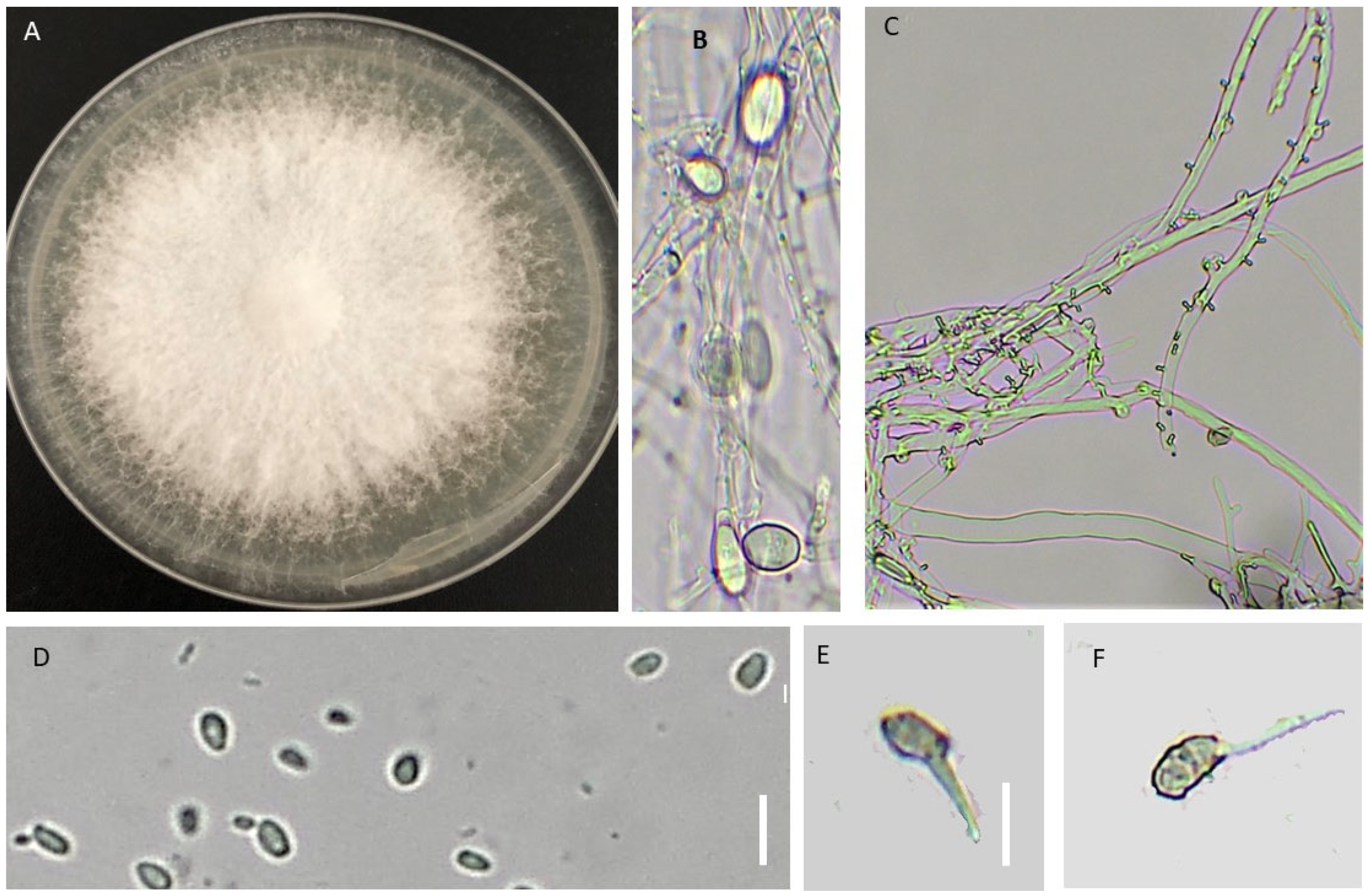 Agronomy 13 00130 g005 Agronomy 13 00130 g005