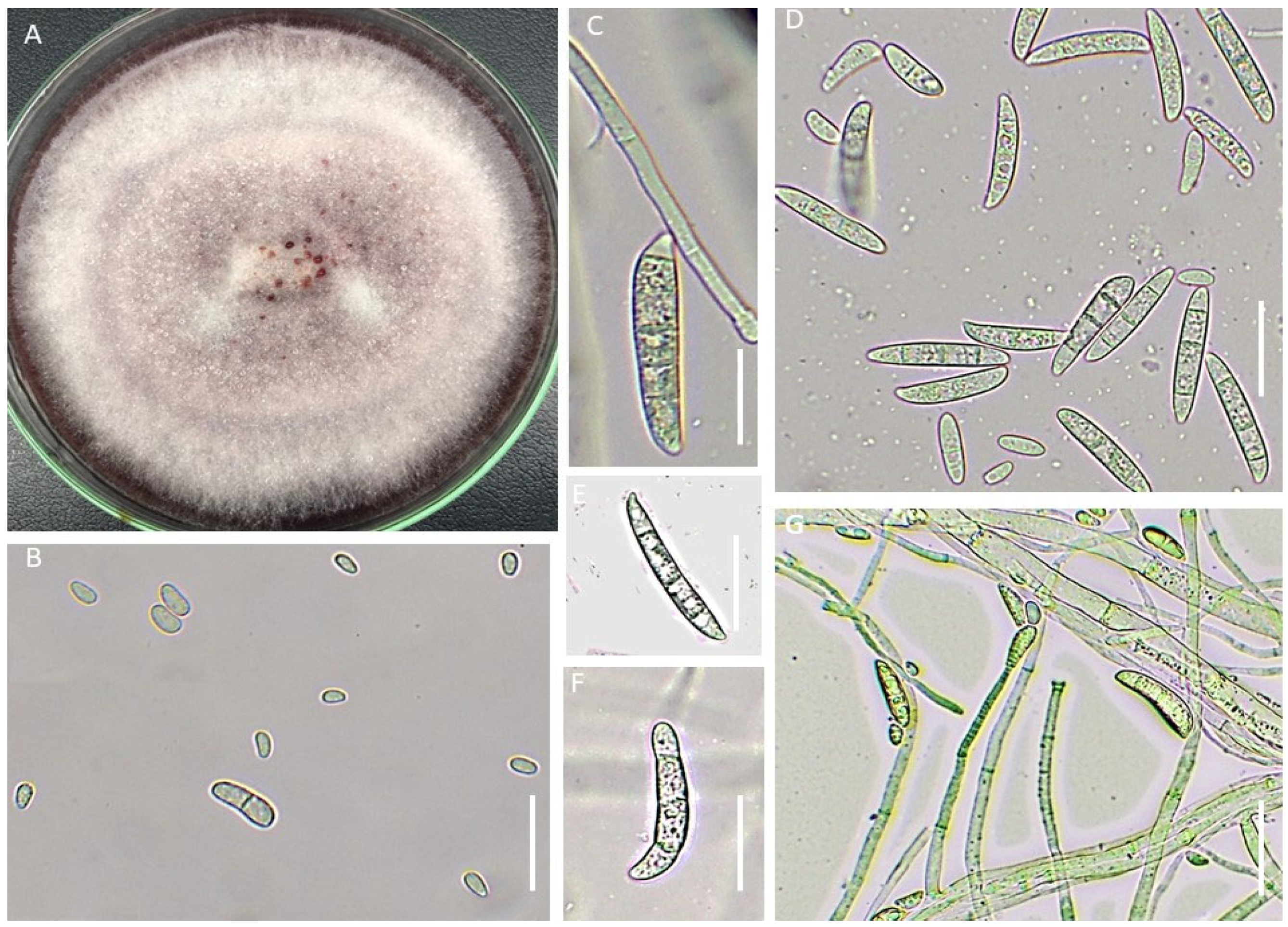 Agronomy 13 00130 g006 Agronomy 13 00130 g006