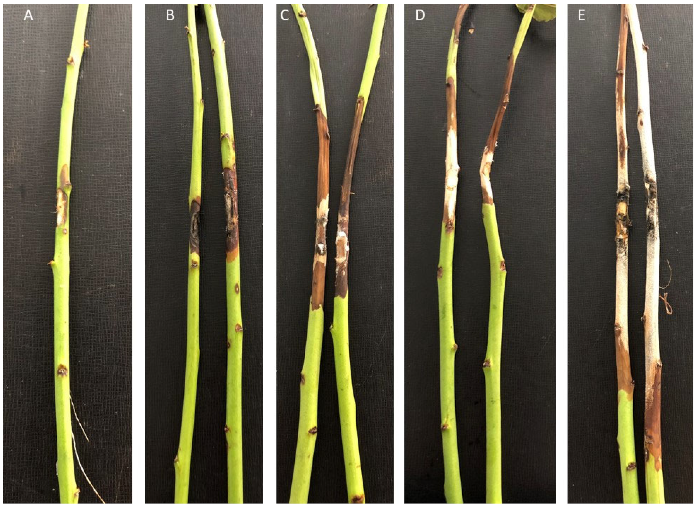 Agronomy 13 00130 g008 Agronomy 13 00130 g008