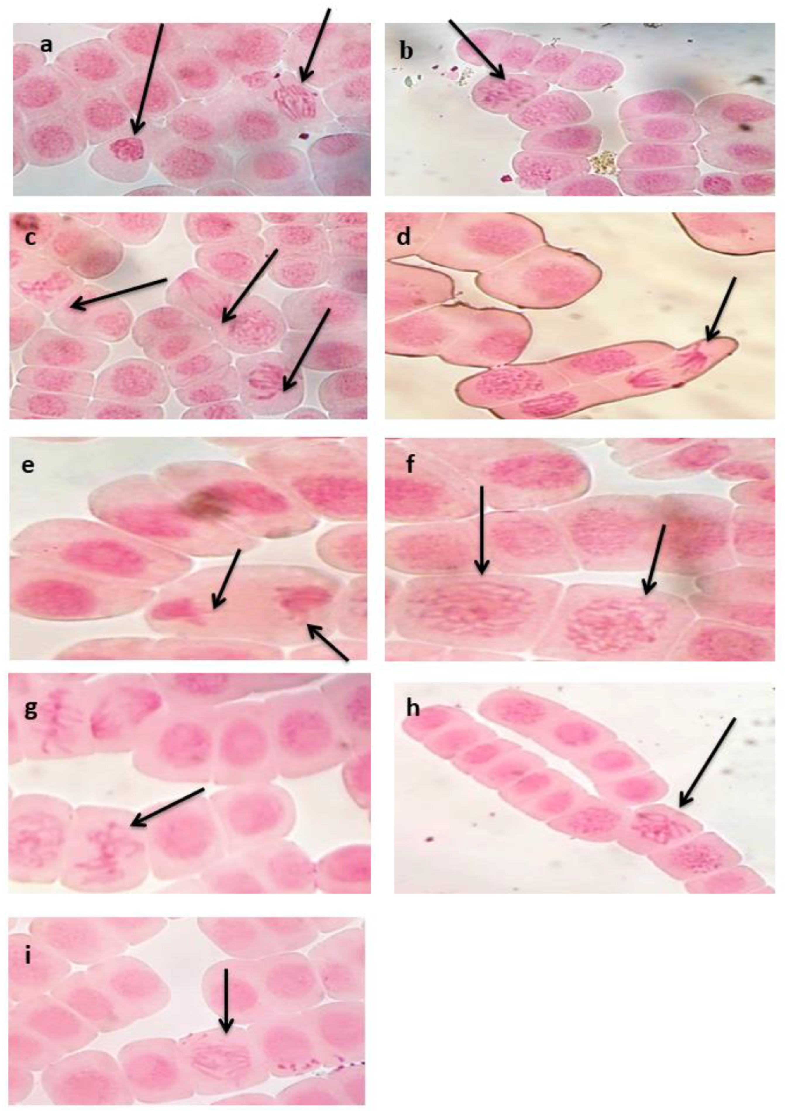 Agronomy 13 00149 g005