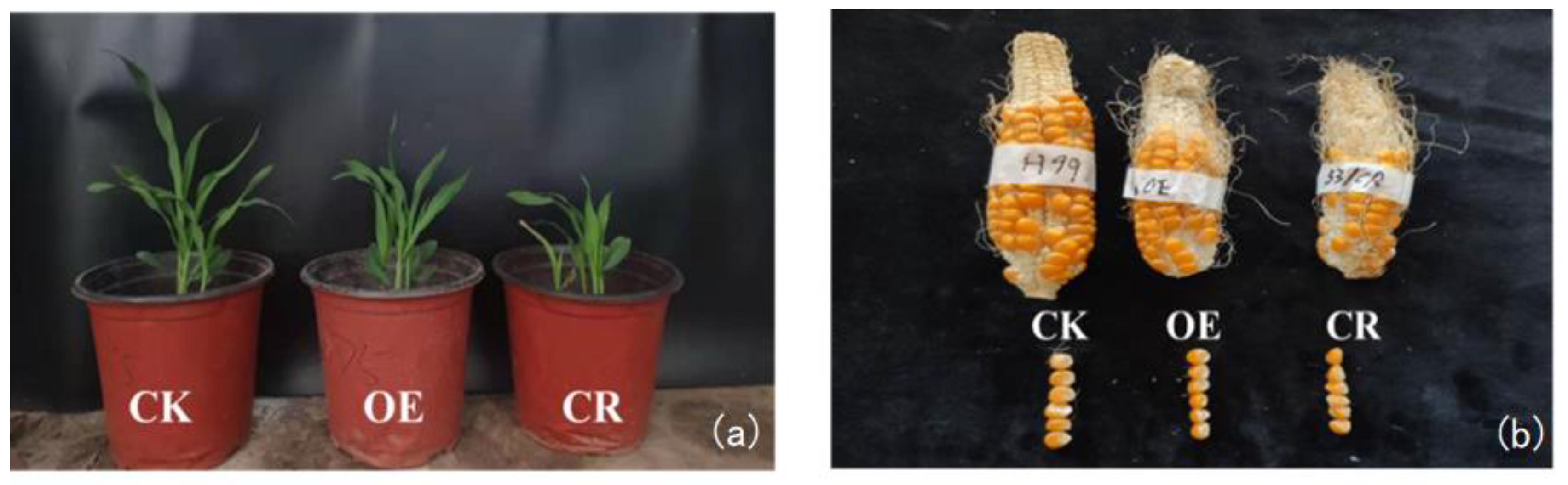 Agronomy 13 00152 g006